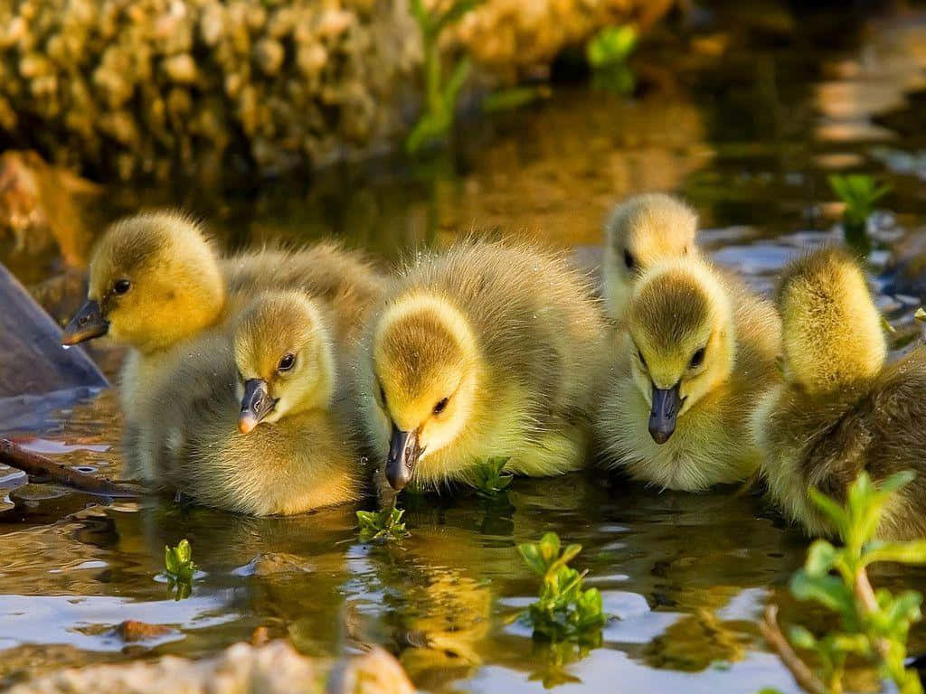 Cute Duck 桌布 壁紙 — 一群毛茸茸的黃色小鵝在淺水中靠近長滿苔蘚的石頭啄食綠色植物。
