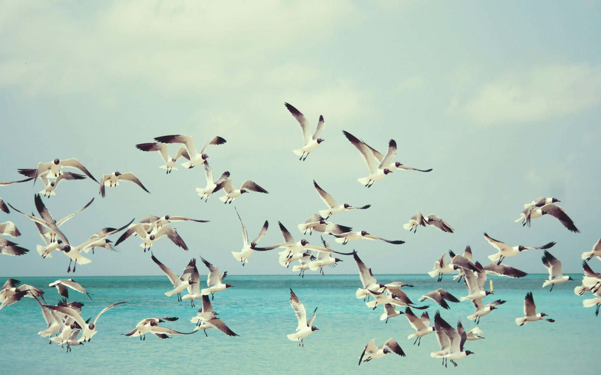 Seagull 桌布 壁紙 — 一群海鷗在柔和粉彩天空下，優雅地翱翔於碧綠色的海洋上空。