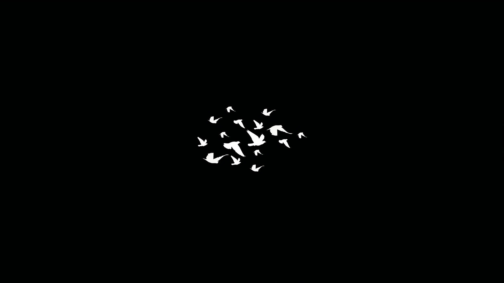 鳥 桌布 壁紙 — 一群白色鳥類以剪影形式，在鮮明的黑色背景上以動態分散的隊形飛翔。