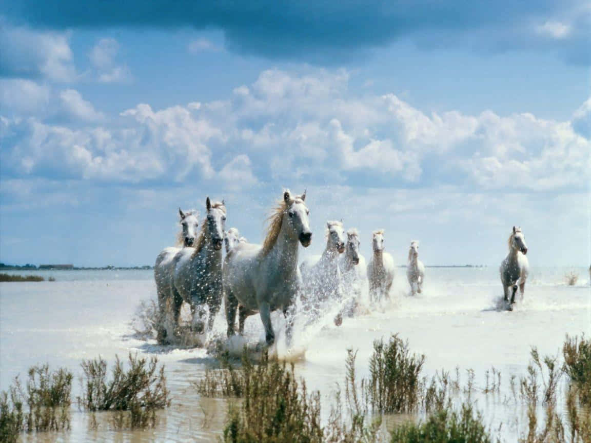 White Horse 桌布 壁紙 — 一群白馬在明亮的藍天白雲下，奔騰於淺水之中。