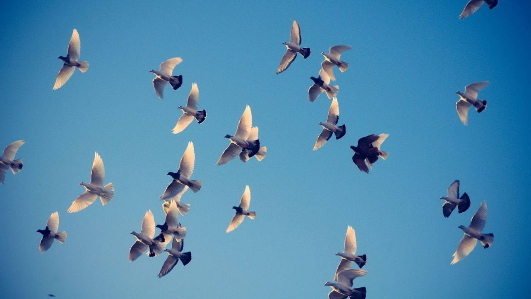 birds 桌布 壁紙 — 一群白鴿在清澈的藍天中優雅地翱翔，展現動態飛行。