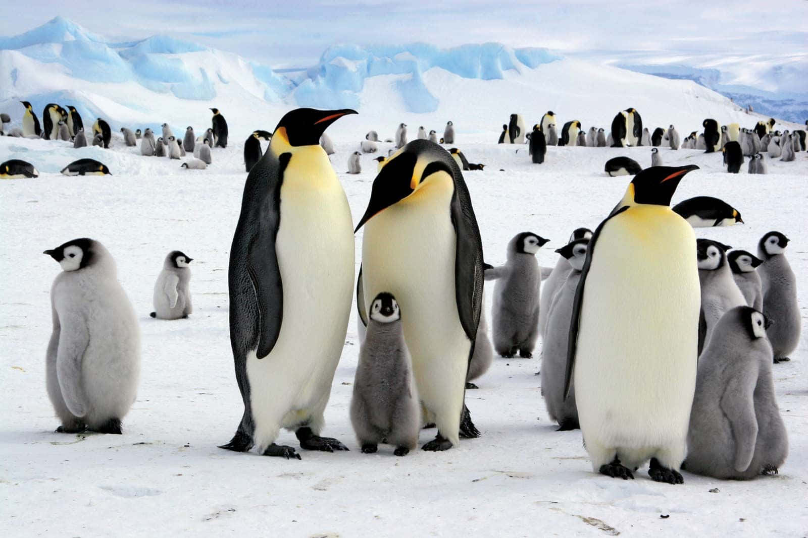 Antarctica 桌布 壁紙 — 一群皇帝企鵝站在雪地上，背景有冰山，天空多雲。