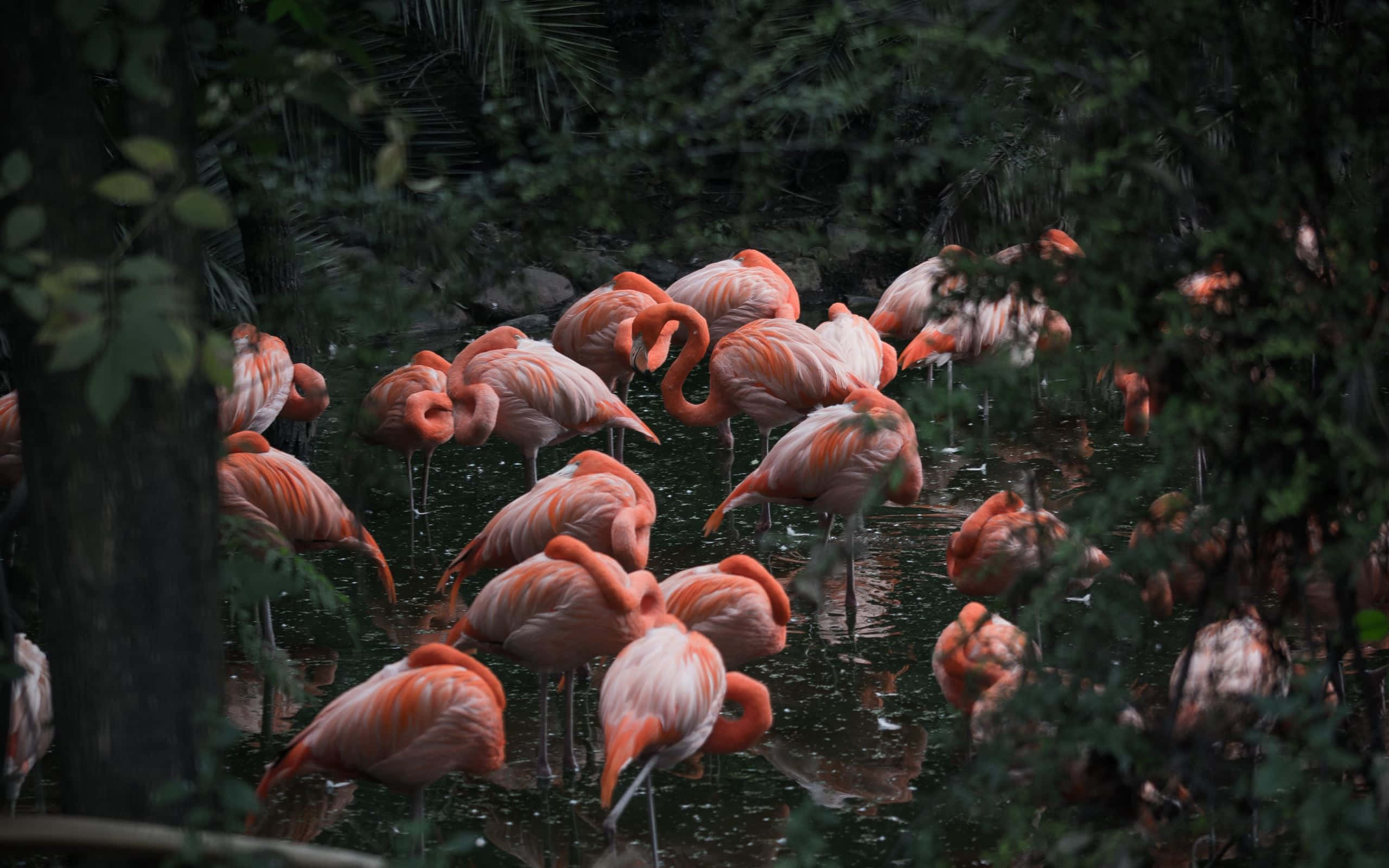 Pink Flamingos 桌布 壁紙 — 一群粉紅色的火烈鳥優雅地站在被茂密綠葉環繞的淺水中。