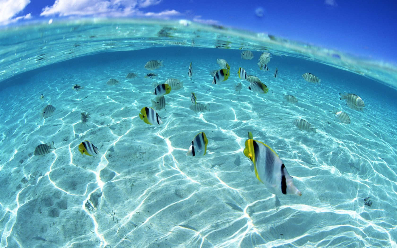 色彩繽紛的熱帶魚在清澈的藍色海水中游動，沙底上呈現陽光圖案。