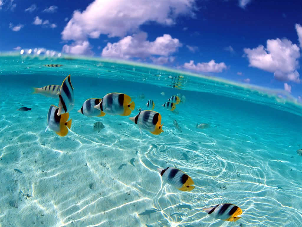 釣魚 桌布 壁紙 — 一群色彩繽紛的蝴蝶魚在清澈碧綠的海水中優雅地游動，上方是藍天白雲。