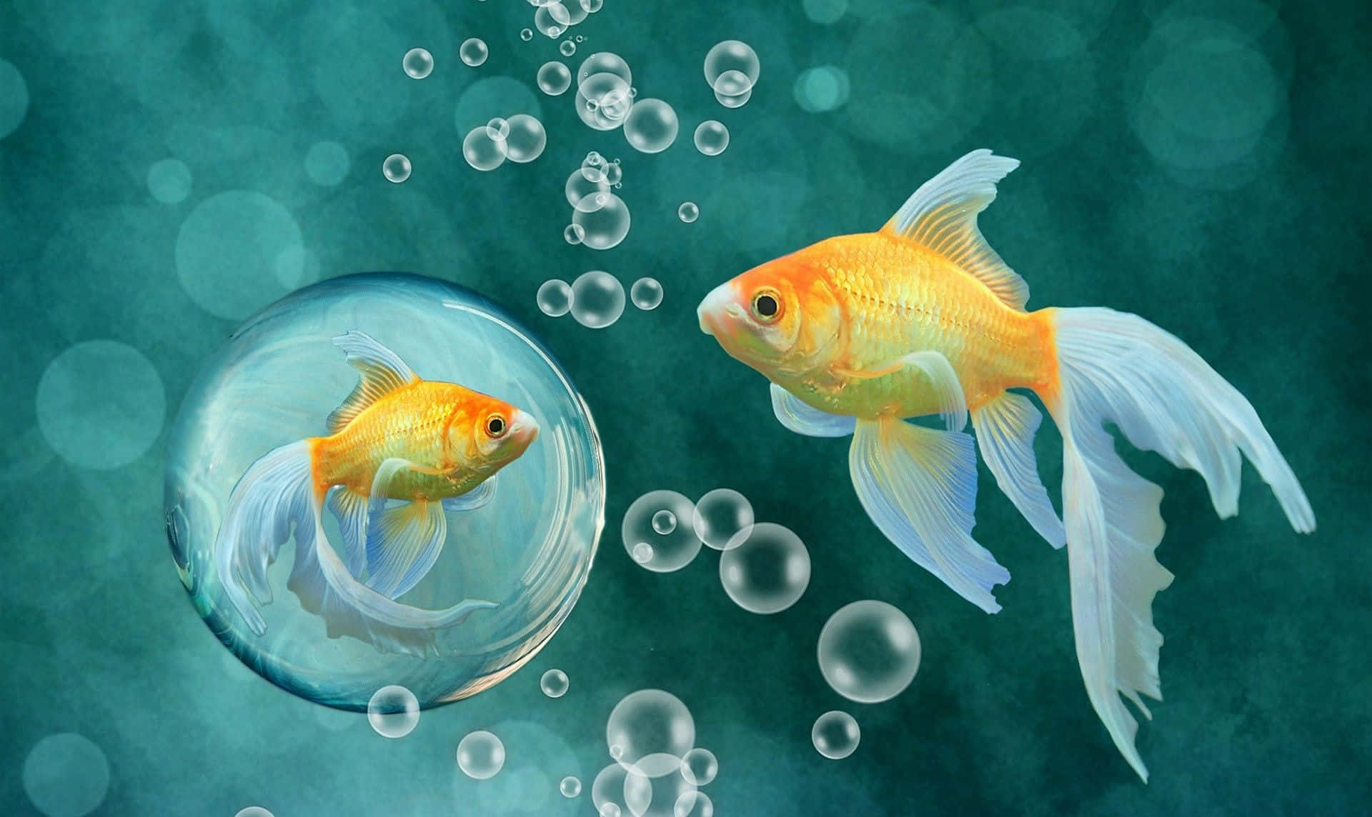 一群色彩繽紛的魚兒環繞著翠綠植物 壁紙 — 一條金色魚游向另一條被困在氣泡中的魚，周圍係浮動嘅氣泡，喺藍綠色水中。