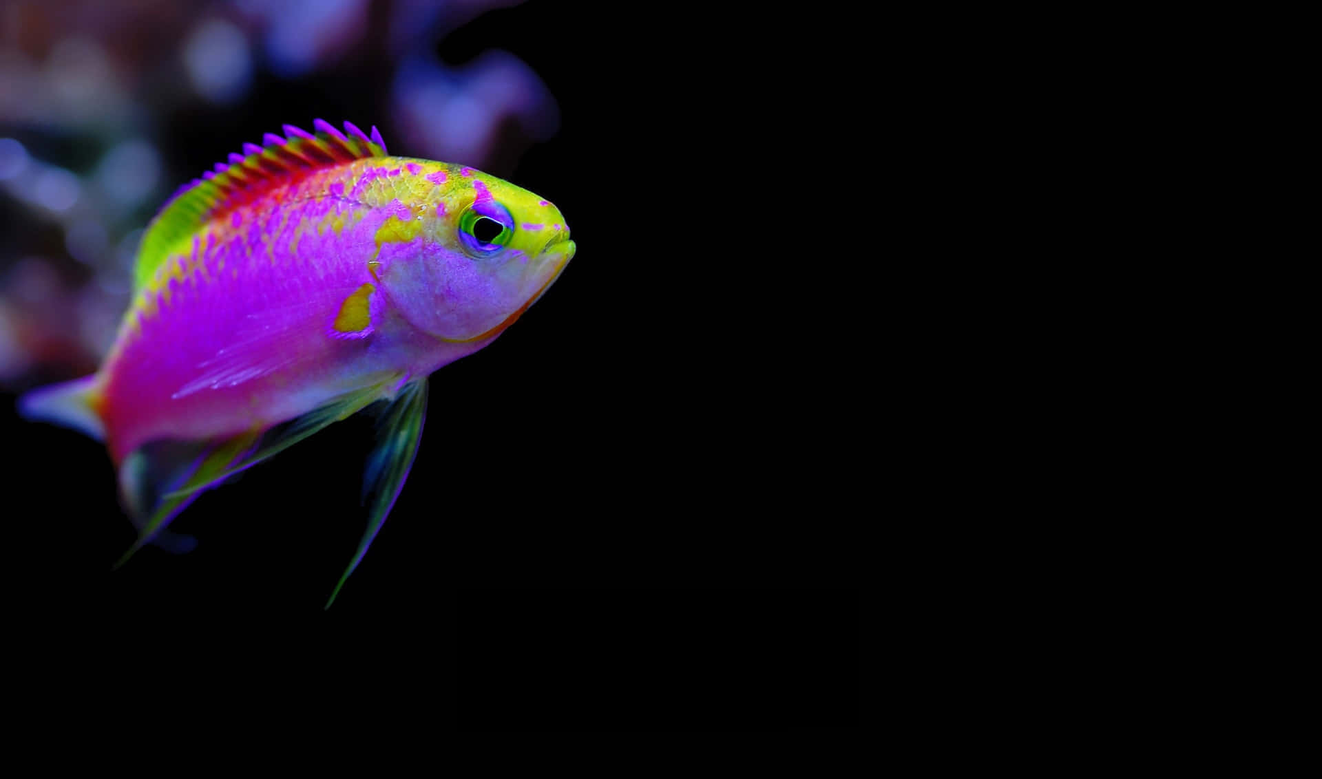一群色彩繽紛的魚在清澈水中游動 壁紙 — 一條充滿活力的霓虹魚，帶有粉紅、紫色和綠色色調，在純黑背景下游動。