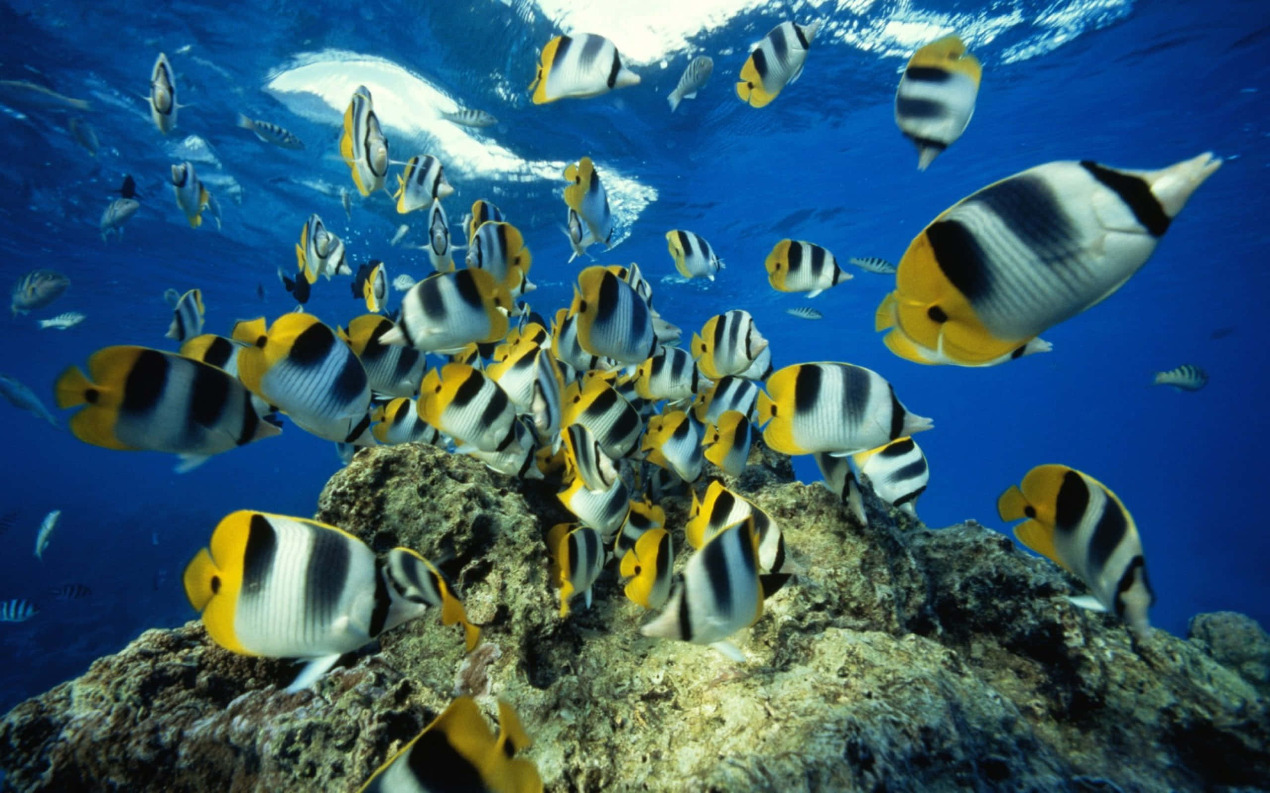 Kawaii Sea Creatures 桌布 壁紙 — 一群色彩繽紛的黃、黑、白蝴蝶魚在清澈藍色海水下的陽光照射珊瑚礁周圍優雅地游動。