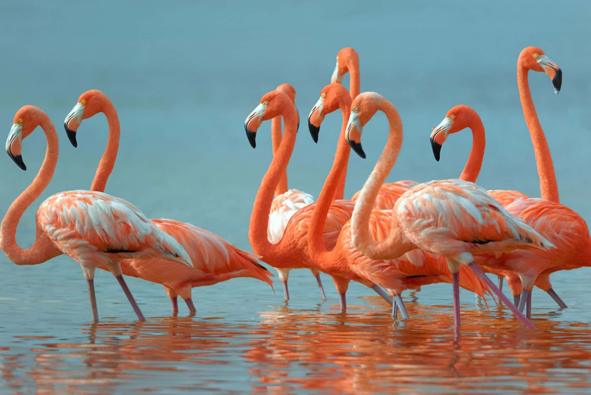 Pink Flamingos 桌布 壁紙 — 一群色彩鮮豔的粉紅火烈鳥在淺水中優雅地涉水，水面映照出牠們優美的曲線，襯托著柔和的藍天。