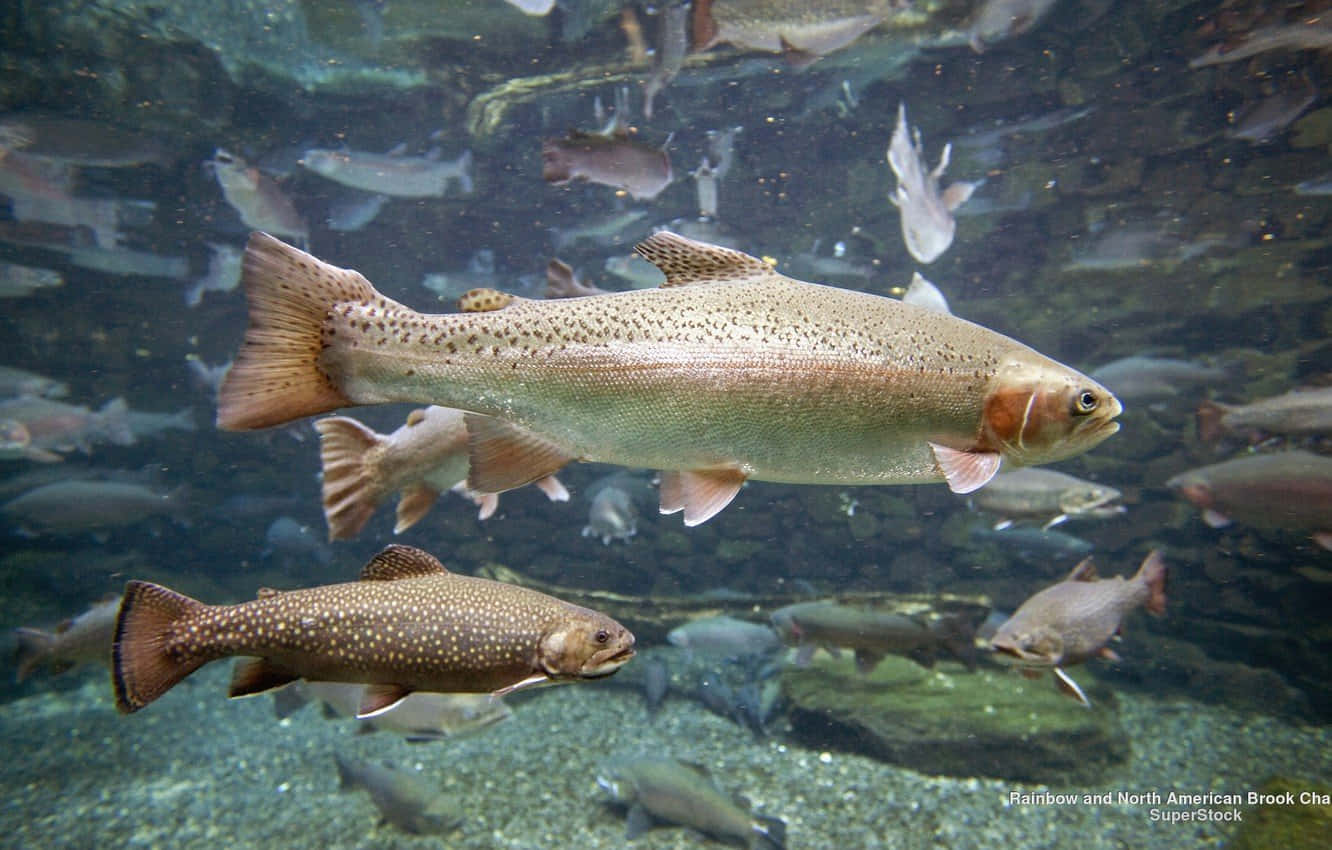 Brown Trout 桌布 壁紙 — 一群虹鱒和溪鱒在清澈的淡水中優雅地游過岩石河床。