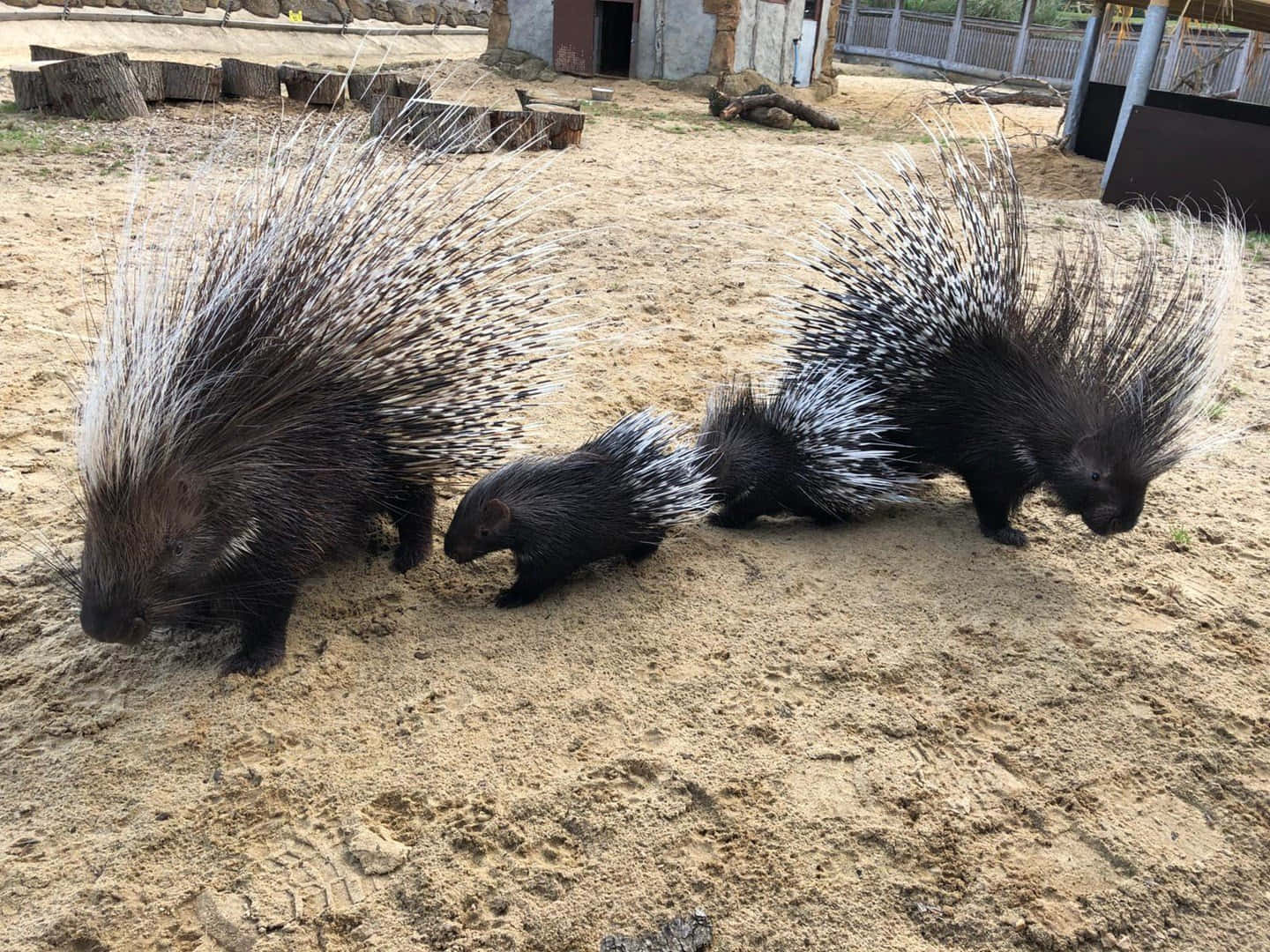 一群豪豬 壁紙 — 三隻帶有尖銳黑白刺的豪豬在動物園圍欄內的沙地上行走。
