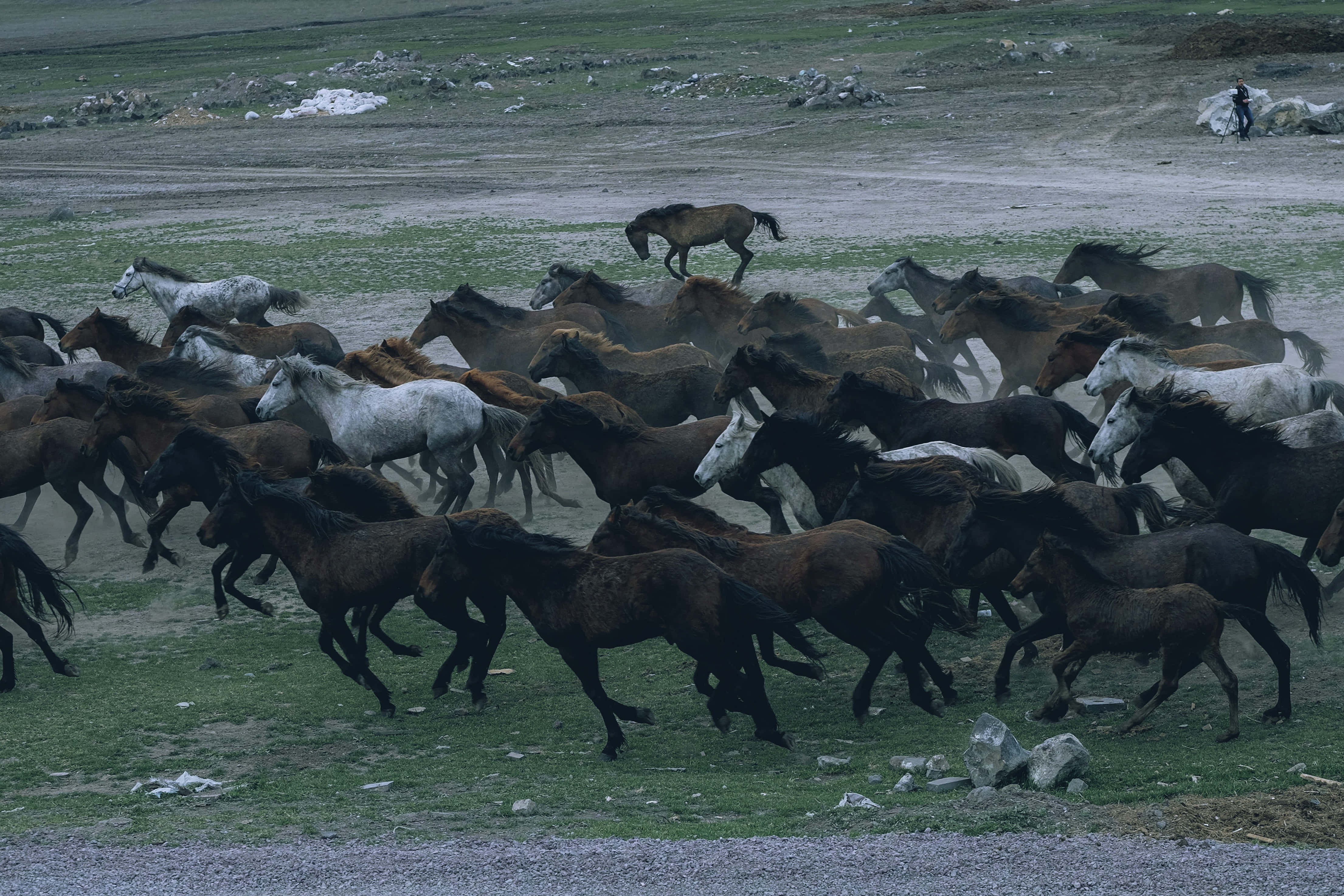 Beautiful Horses 桌布 壁紙 — 一群野馬在陰天嘅天空下，喺塵土飛揚嘅草原上奔騰，揚起灰塵。