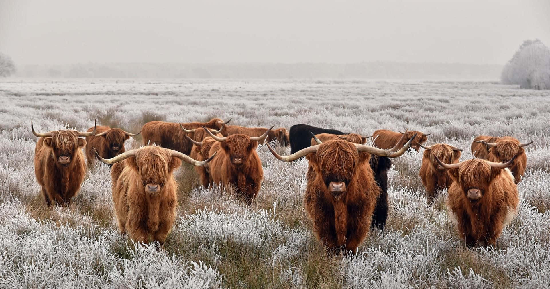 Highland Cow 桌布 壁紙 — 一群長角、棕色蓬鬆毛髮的高地牛站在霜凍覆蓋的田野上，天空灰濛濛的冬日景象。