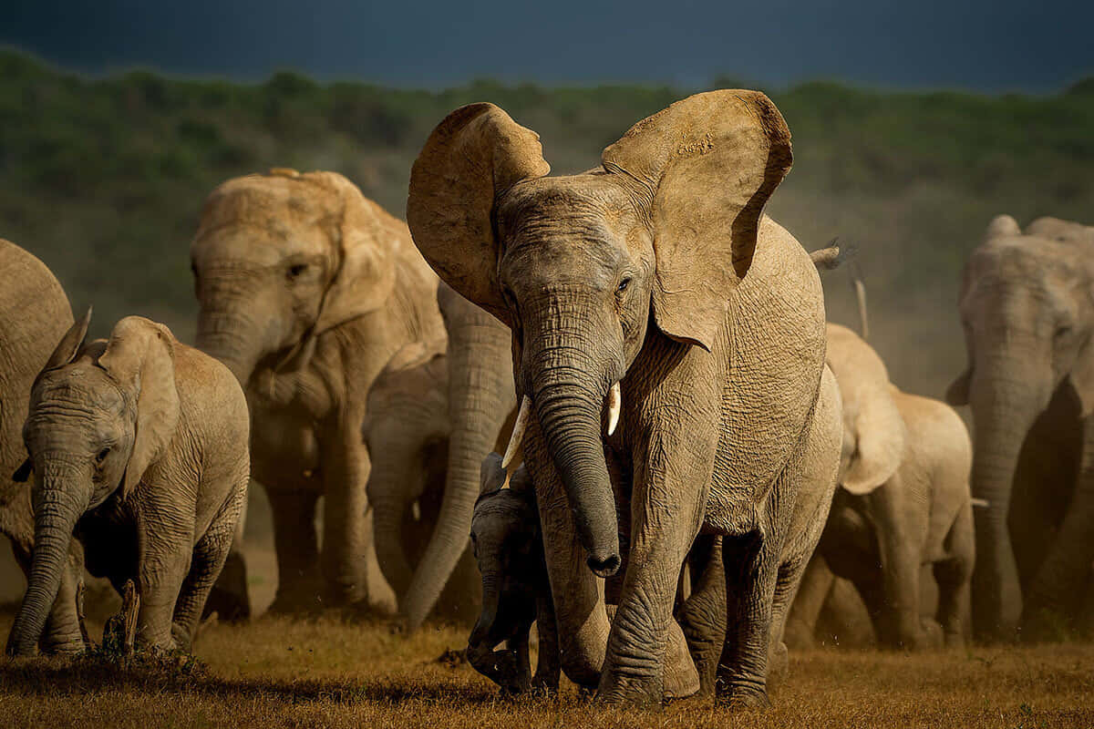 Wildlife Conservation 桌布 壁紙 — 一群雄偉的非洲大象在戲劇性的多雲天空下，強而有力地走過金色的稀樹草原草叢。