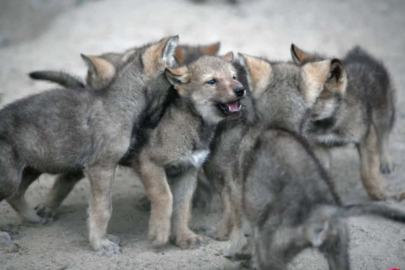 Wolf Pup 桌布 壁紙 — 一群頑皮的灰狼幼崽，藍眼睛，在沙地上互動。