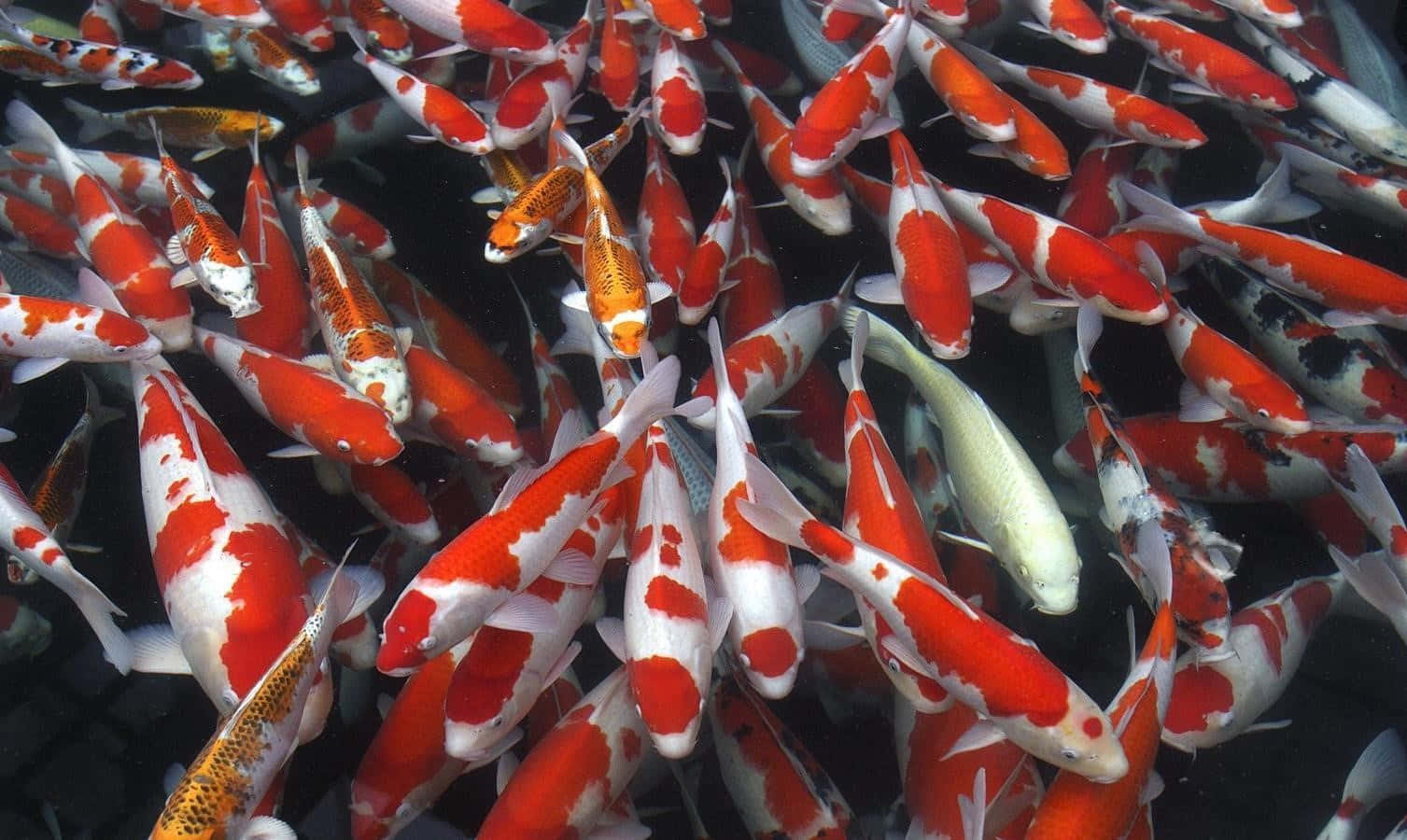 一群鯉魚在池塘中游泳 壁紙