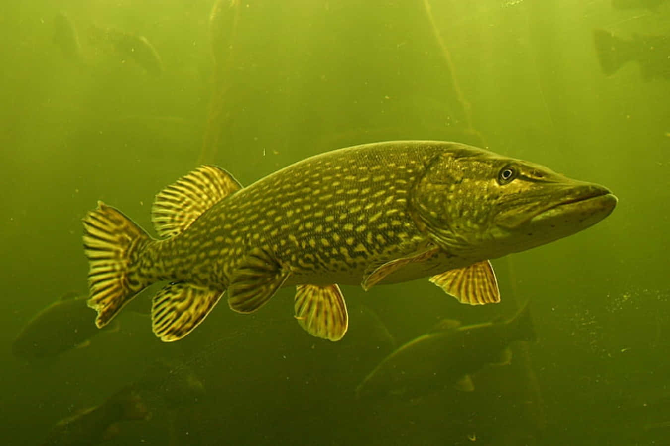一群鯰魚在寧靜水域中悠遊 壁紙 — 一條大狗魚優雅地游過渾濁的綠色水域，陽光從上方穿透而下。
