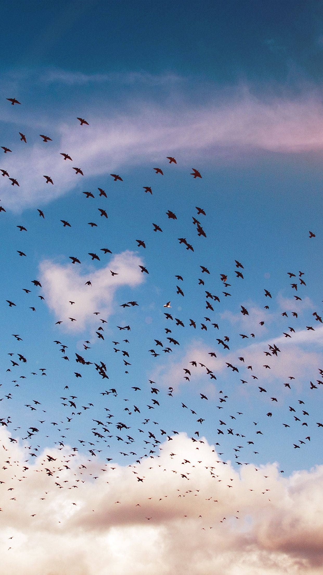 birds 桌布 壁紙 — 一群鳥兒在日落時分飛過佈滿粉紅色和白色雲彩的鮮豔藍天。