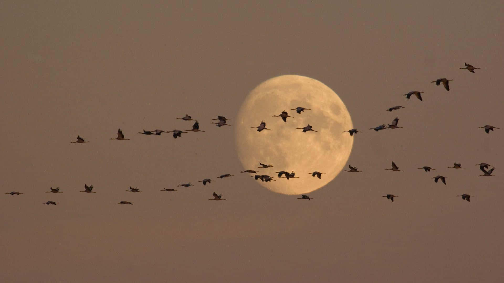 Goose 桌布 壁紙 — 一群鳥兒在昏暗的天空中編隊飛行，在巨大明亮的滿月襯托下形成剪影。