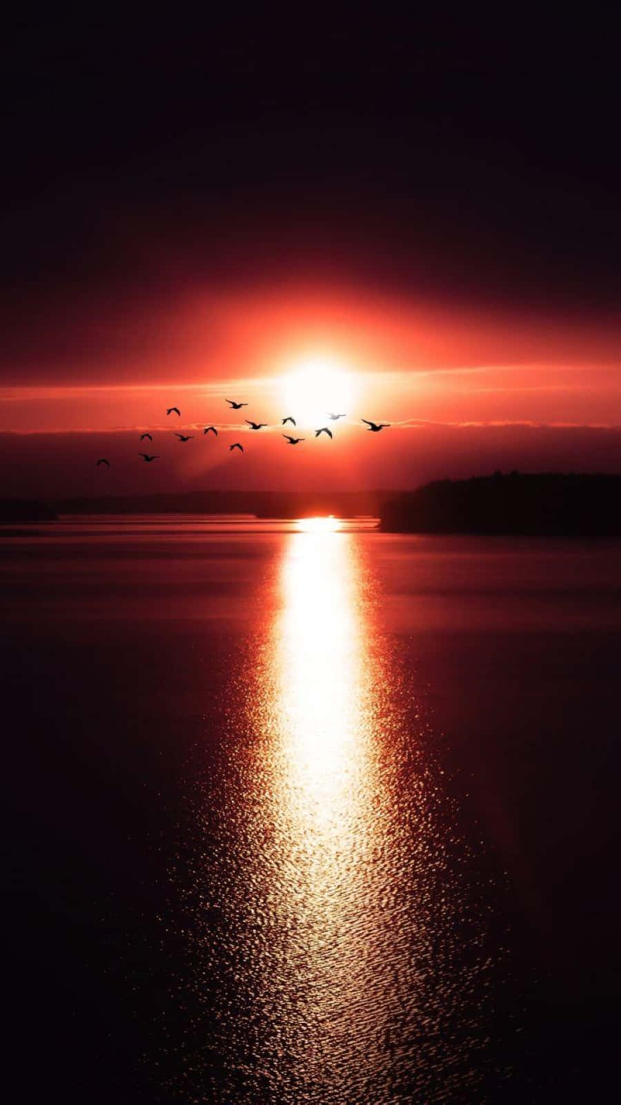 Sunset Reflection 桌布 壁紙 — 一群鳥飛過火紅的日落，倒映在平靜的水面上，遠方的樹木形成剪影。