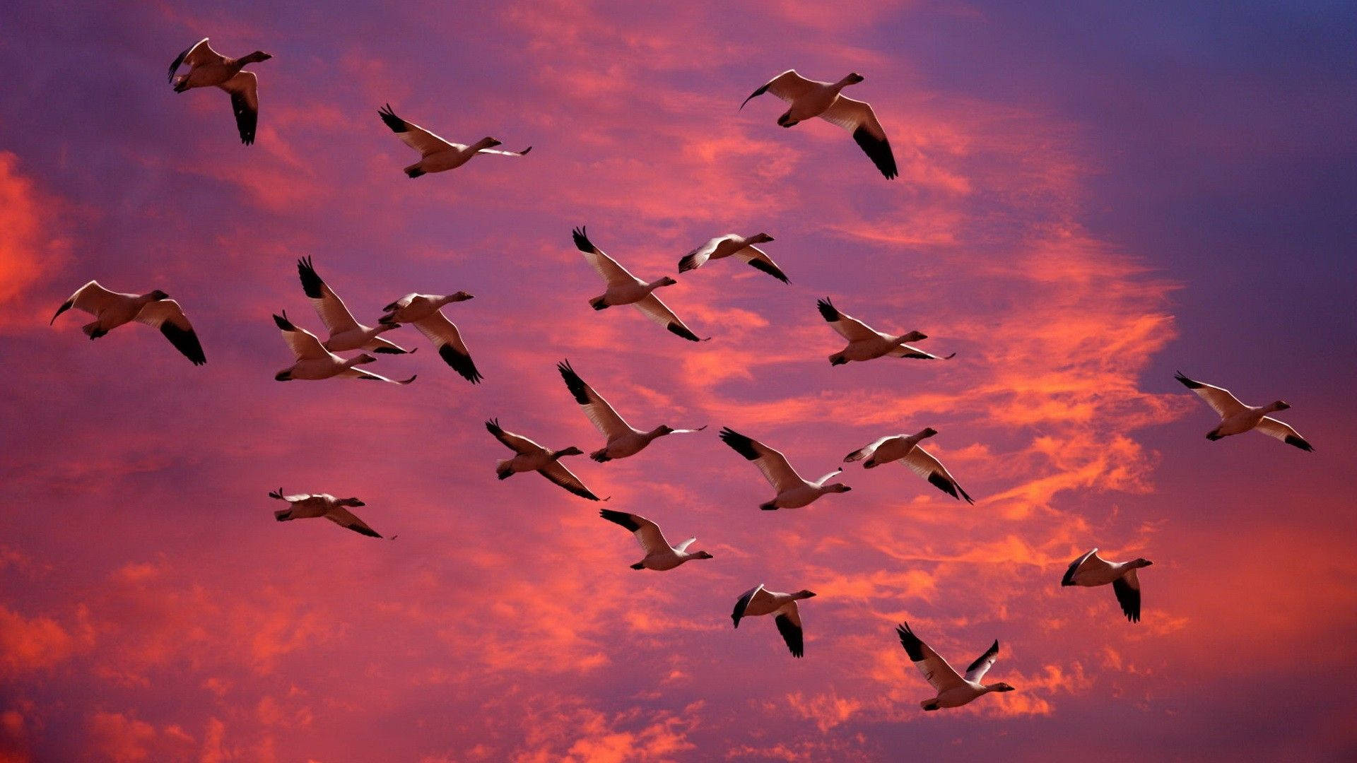 birds 桌布 壁紙 — 一群鵝在火紅的夕陽天空下優雅地翱翔，天空被塗上鮮豔的紅色和紫色。