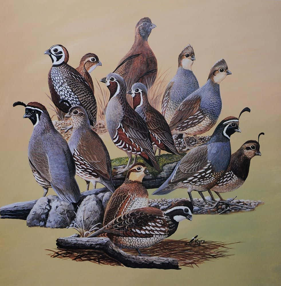 Quail 桌布 壁紙 — 一群鵪鶉棲息在岩石和樹枝上的詳細插圖，背景為柔和的米色。