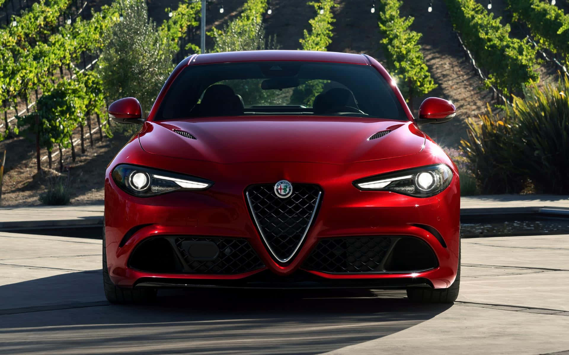 Alfa Romeo Giulia 桌布 壁紙 — 一輛亮面紅色愛快羅密歐跑車在陽光普照的混凝土小徑上向前停泊，背景是成排的葡萄園。