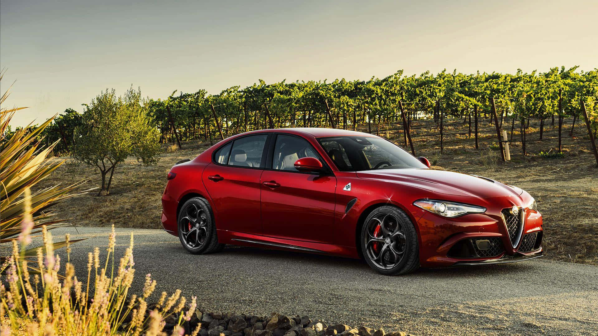 Alfa Romeo Giulia 桌布 壁紙 — 一輛光澤的紅色Alfa Romeo房車停在碎石路上，旁邊是金色的草叢，葡萄園的列隊在柔和的夕陽天空下延伸至遠方。