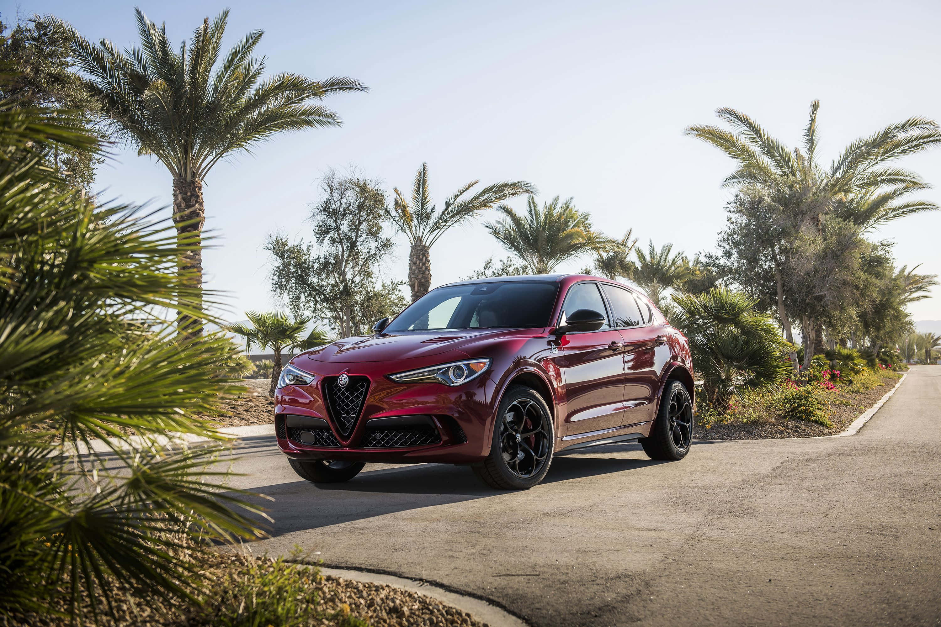 Alfa Romeo Stelvio 桌布 壁紙 — 一輛光澤的紅色愛快羅密歐SUV停在棕櫚樹成蔭的海岸公路上，陽光普照。