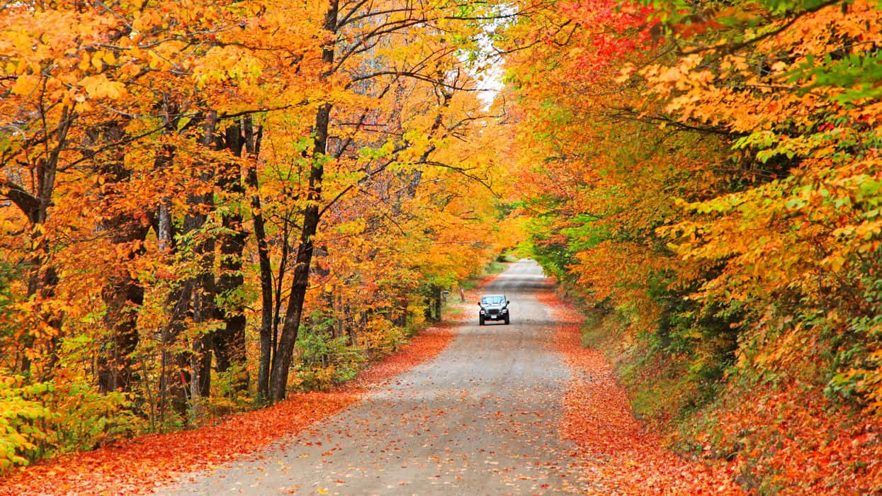 Fall Road 桌布 壁紙 — 一輛孤獨的汽車行駛在一條蜿蜒的道路上，兩旁是鮮豔的橙色和紅色秋樹，落葉鋪滿了路面。