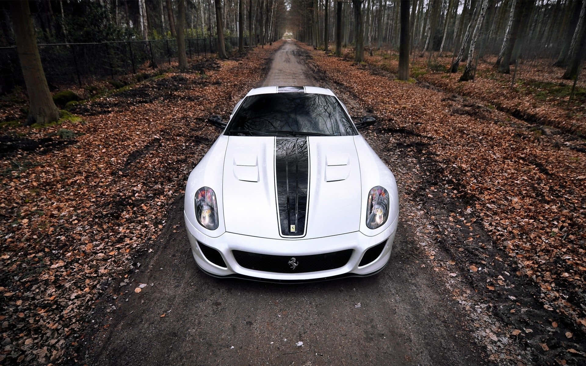 Ferrari 599 Gtb Fiorano 桌布 壁紙 — 一輛帶有黑色條紋的白色法拉利跑車，行駛在兩旁高聳樹木、落葉滿地的森林道路上。