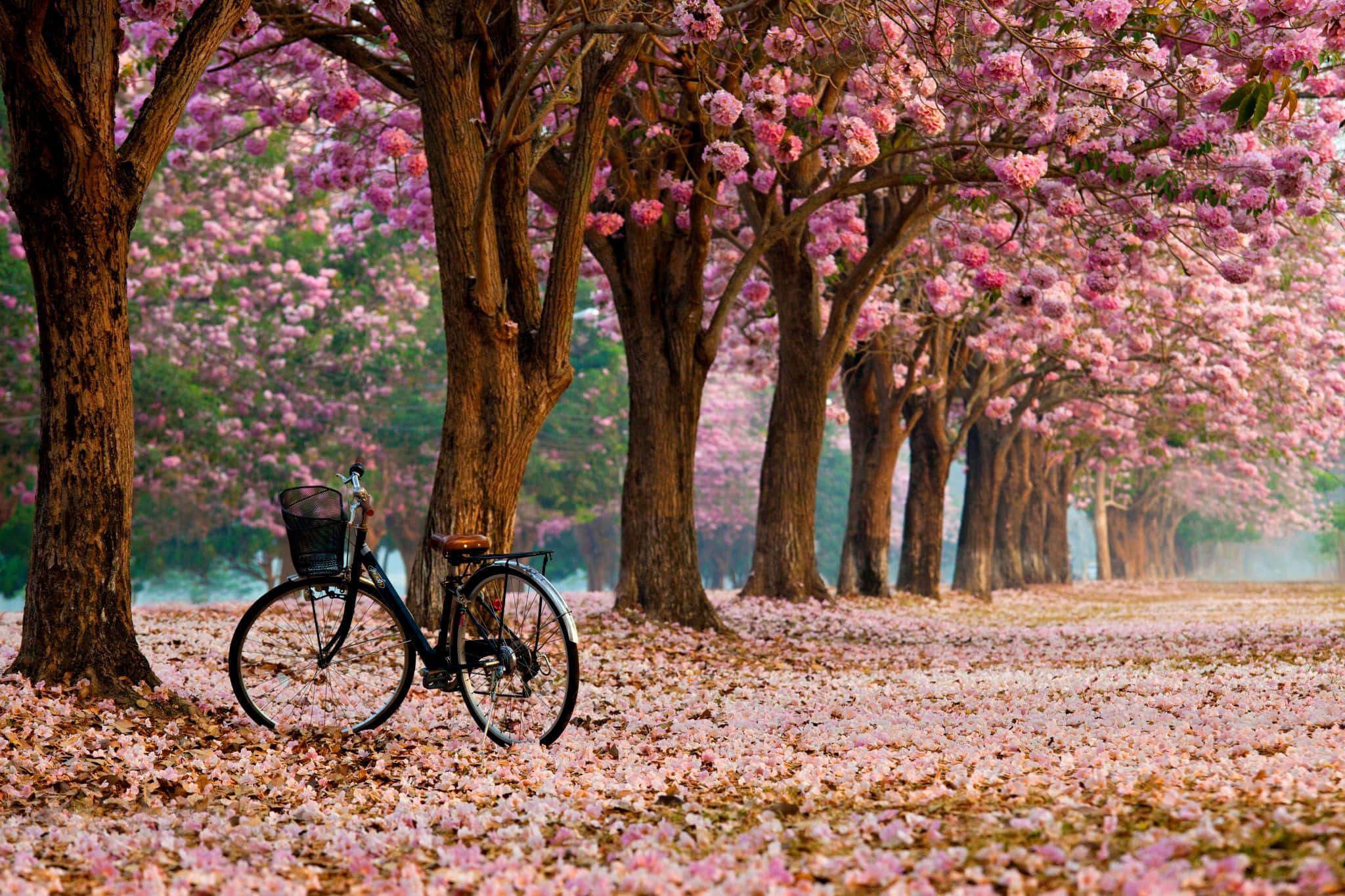 Spring Trees 桌布 壁紙 — 一輛復古單車停放在粉紅色花樹的樹冠下，花瓣鋪滿地面。