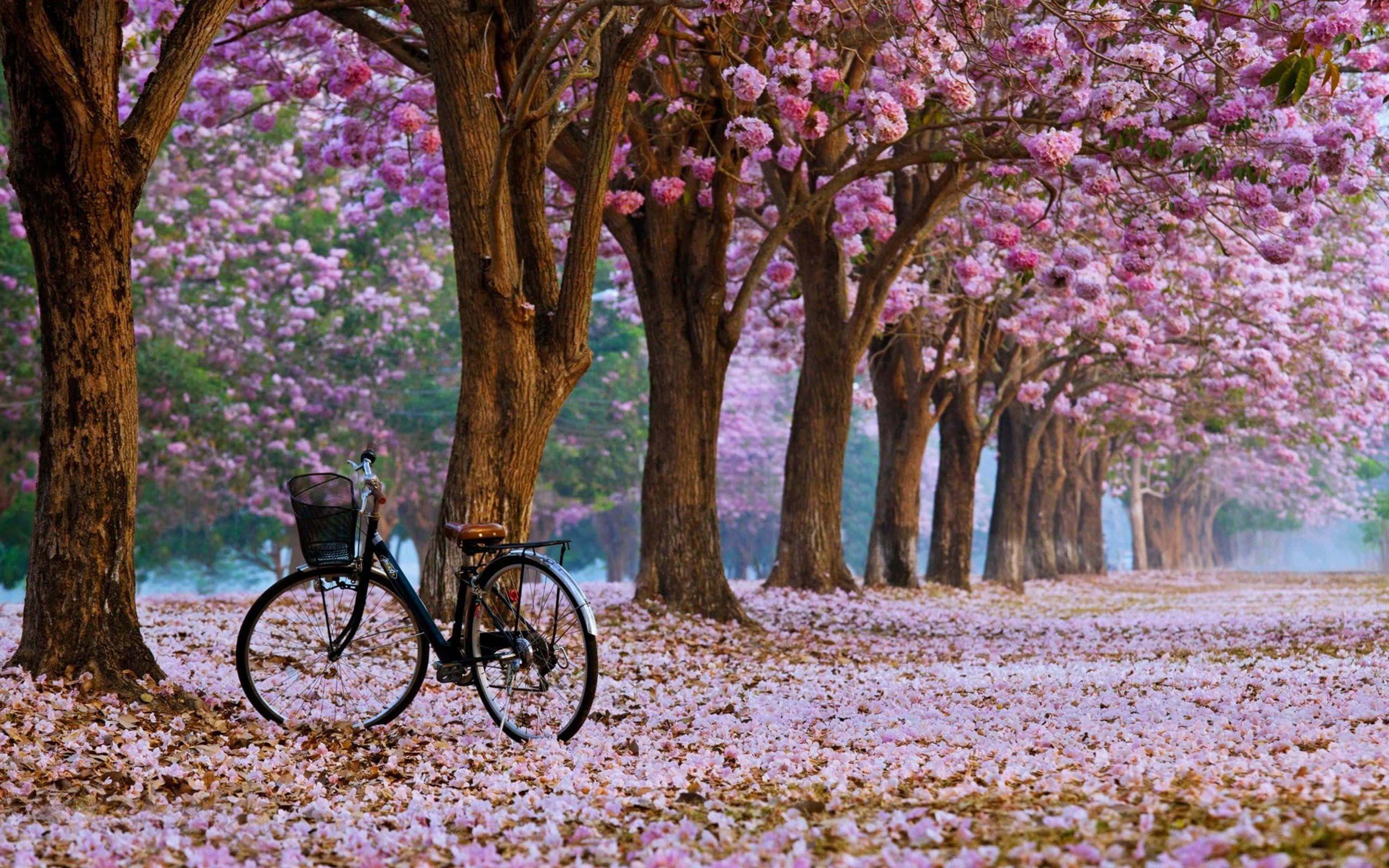 Cherry Blossom Tree 桌布 壁紙 — 一輛復古單車停放在粉紅花樹的樹冠下，花瓣鋪滿地面。