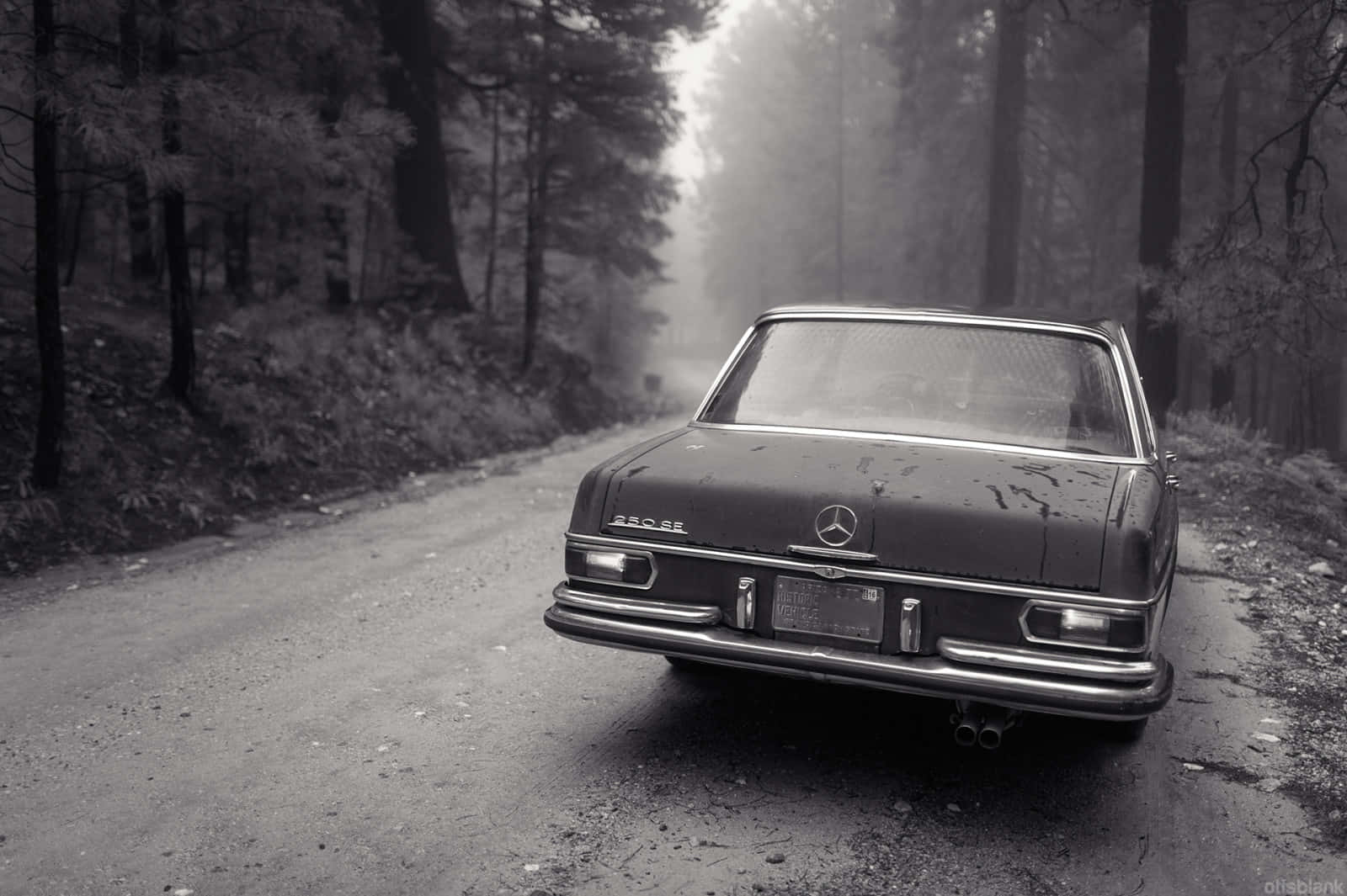 Black And White Vintage Car 桌布 壁紙 — 一輛復古平治房車被遺棄在霧氣瀰漫的森林道路上，周圍是單色調的高大樹木。