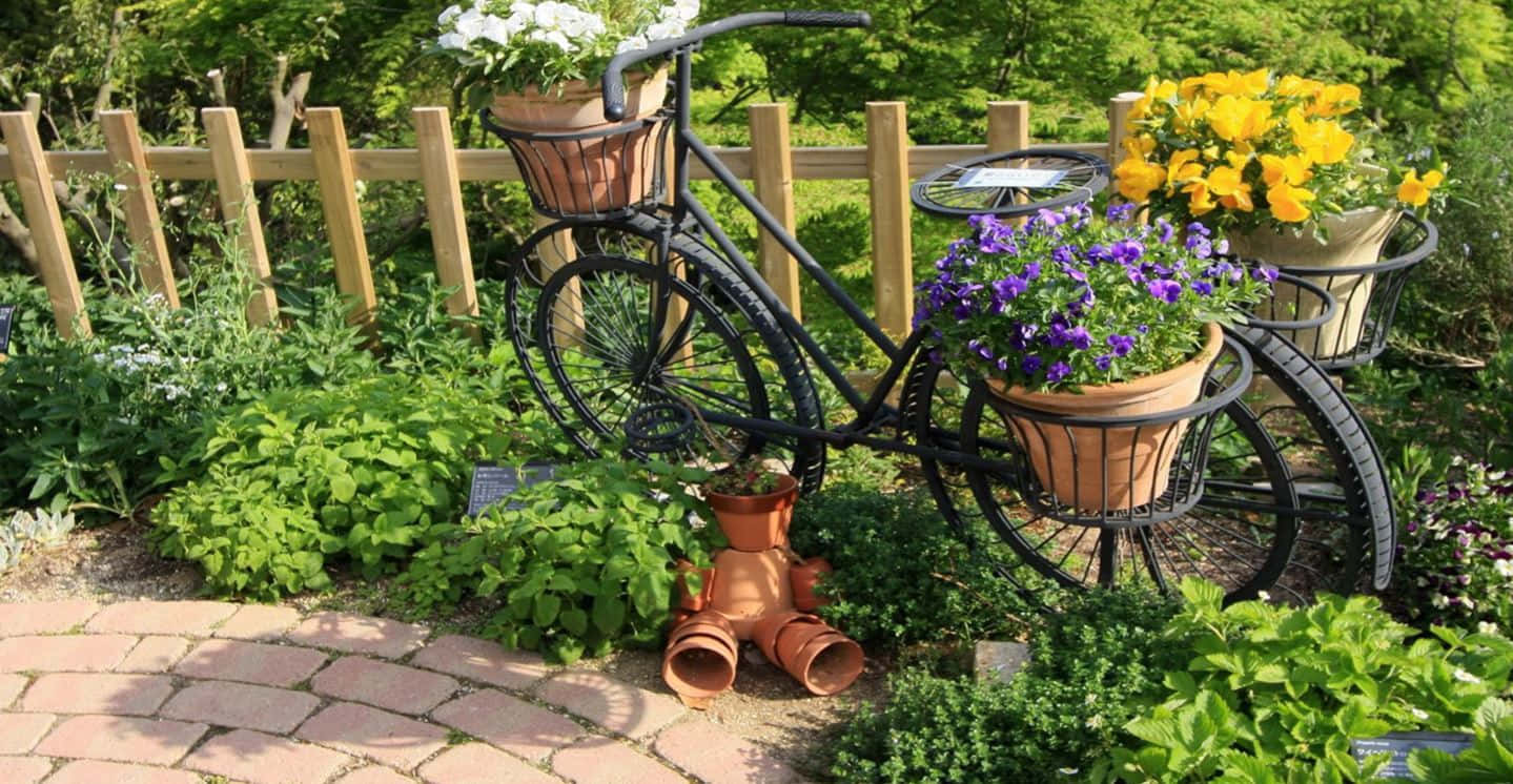Herb Garden 桌布 壁紙 — 一輛復古黑色單車被重新用作花盆，在陽光普照的花園中，磚砌小徑旁盛開著鮮豔的花朵。