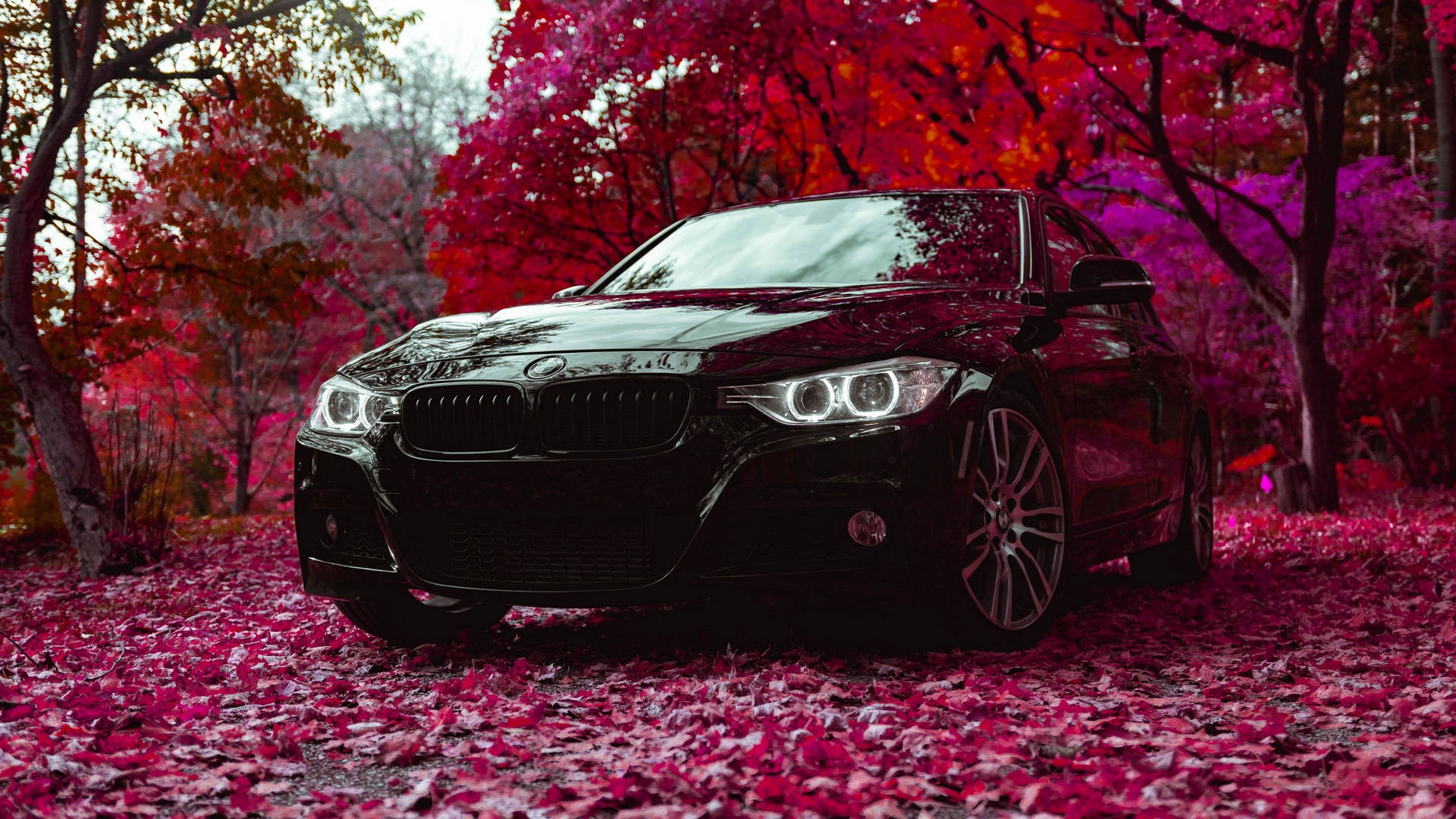 Bmw 桌布 壁紙 — 一輛時尚的黑色寶馬轎車在柔和光線下閃閃發光，停泊在鋪滿鮮豔洋紅色秋葉的森林地面上。