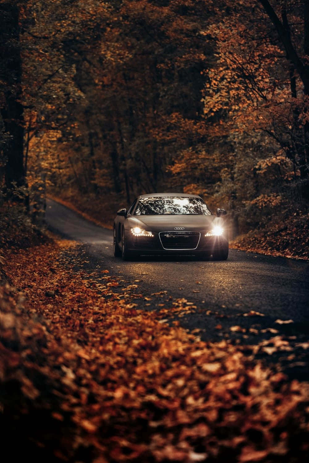 Audi Tt 桌布 壁紙 — 一輛時尚的黑色跑車在溫暖陽光下行駛在一條蜿蜒的森林道路上，道路鋪滿了金色的秋葉。