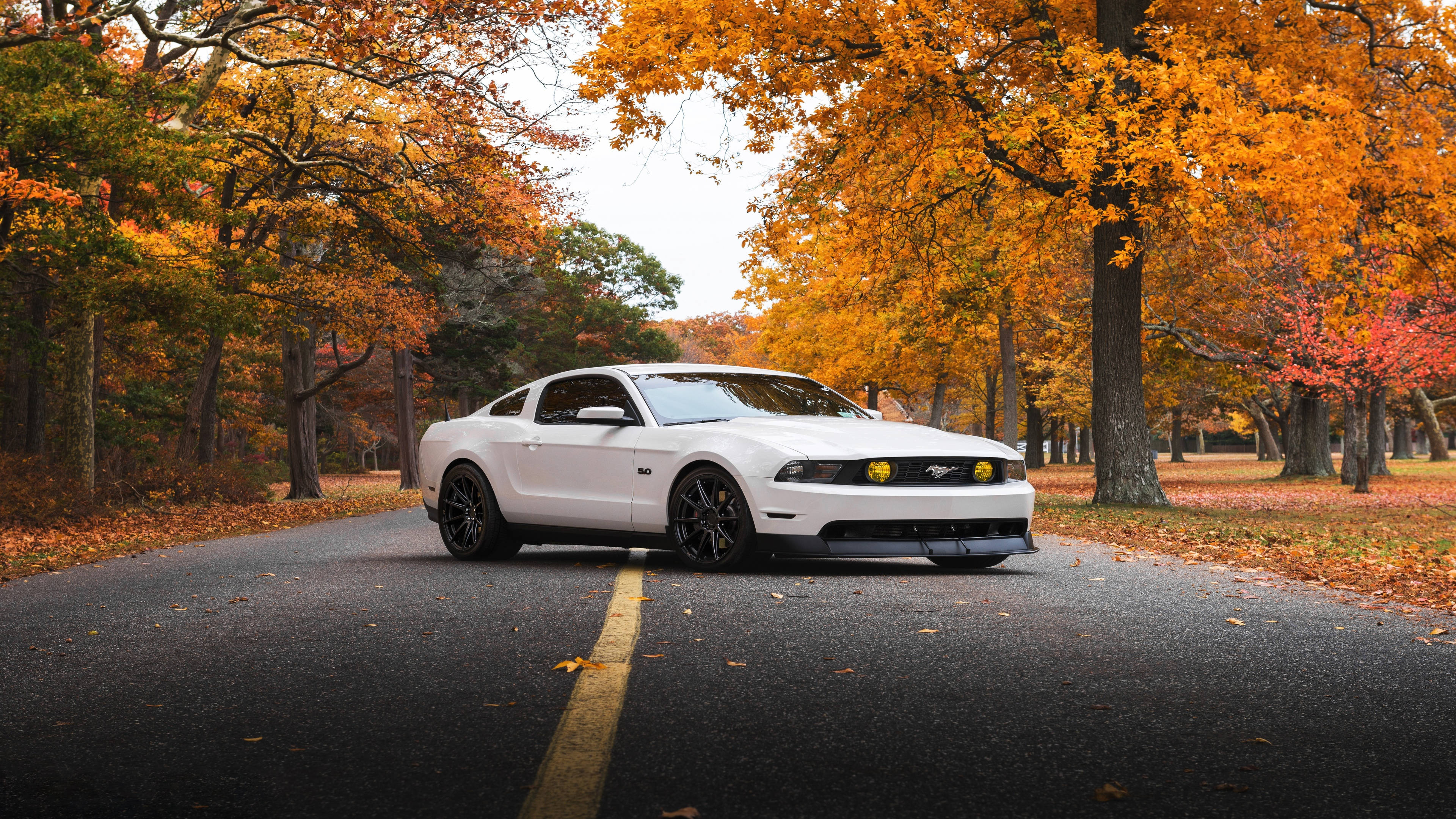 mustang HD 桌布 壁紙 — 一輛白色Mustang跑車停泊在蜿蜒的道路上，兩旁是鮮豔的橙色和紅色秋樹。