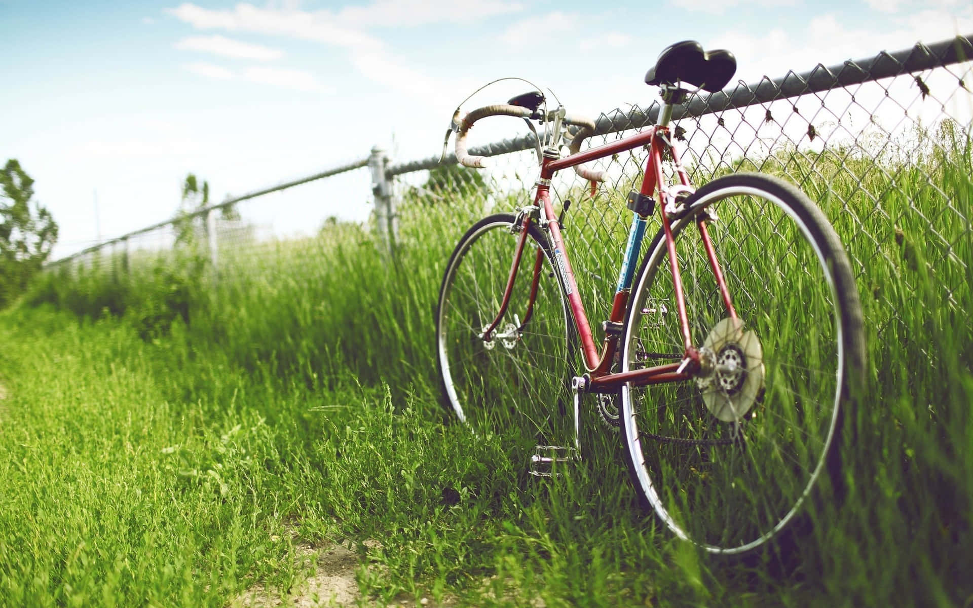 Bicycle 桌布 壁紙 — 一輛紅色單車靠著鐵絲網圍欄，旁邊是高高的綠草，上方是明亮的藍天。