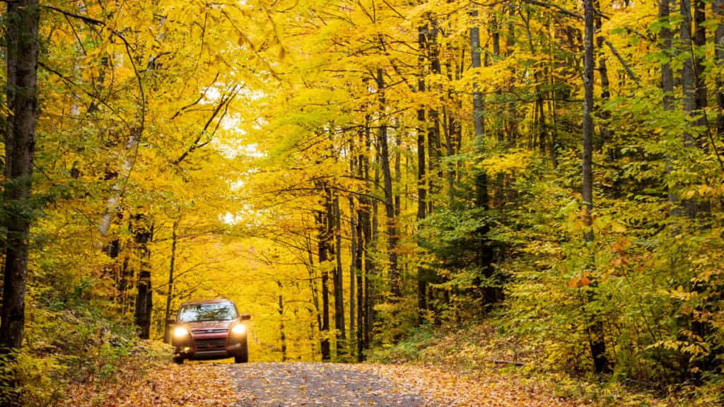 Fall Road 桌布 壁紙 — 一輛紅色汽車行駛在一條鋪滿落葉的森林道路上，沐浴在透過鮮黃樹木灑落的金色秋光中。