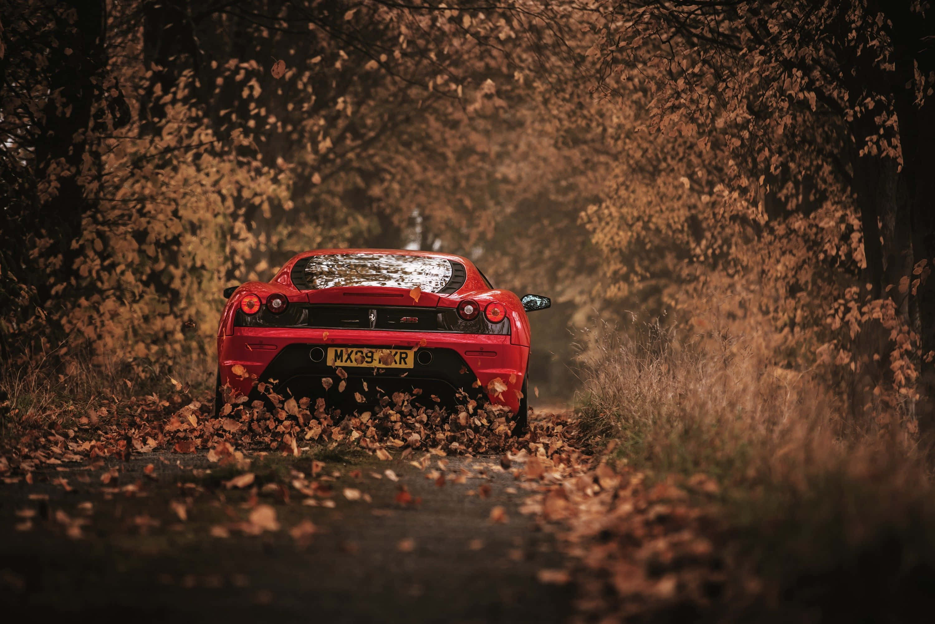 Ferrari F430 桌布 壁紙 — 一輛紅色跑車駛過秋天的樹木隧道，在森林道路上散落金黃色的樹葉。