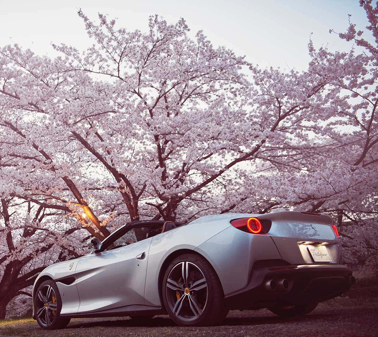 Ferrari Portofino 桌布 壁紙 — 一輛銀色法拉利Portofino停泊在黃昏時分盛開的粉紅色櫻花樹冠下。