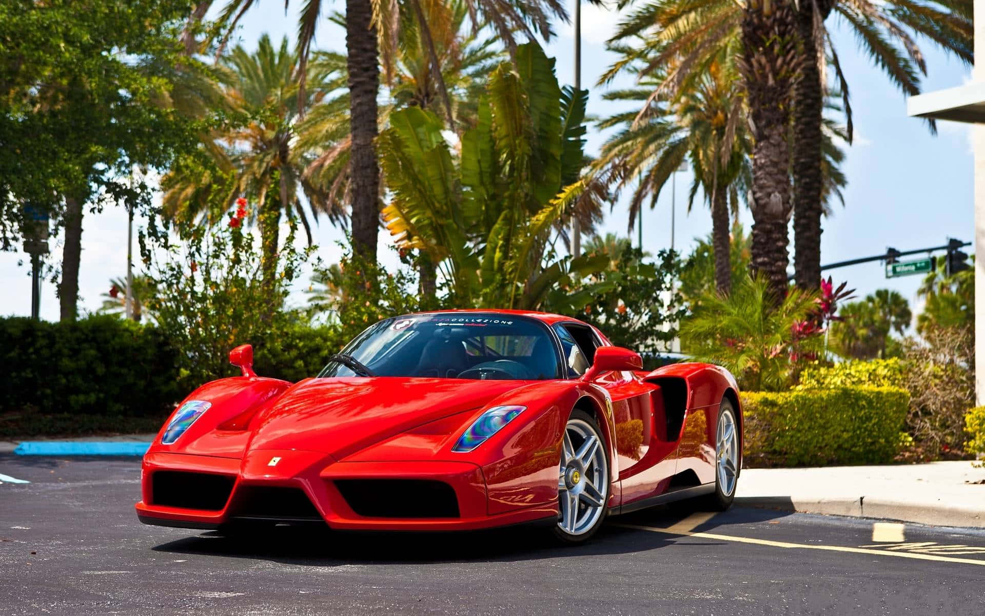 Ferrari Enzo 桌布 壁紙 — 一輛鮮紅色的法拉利Enzo停泊在棕櫚樹下的瀝青路面上，周圍綠意盎然，天空湛藍清澈。