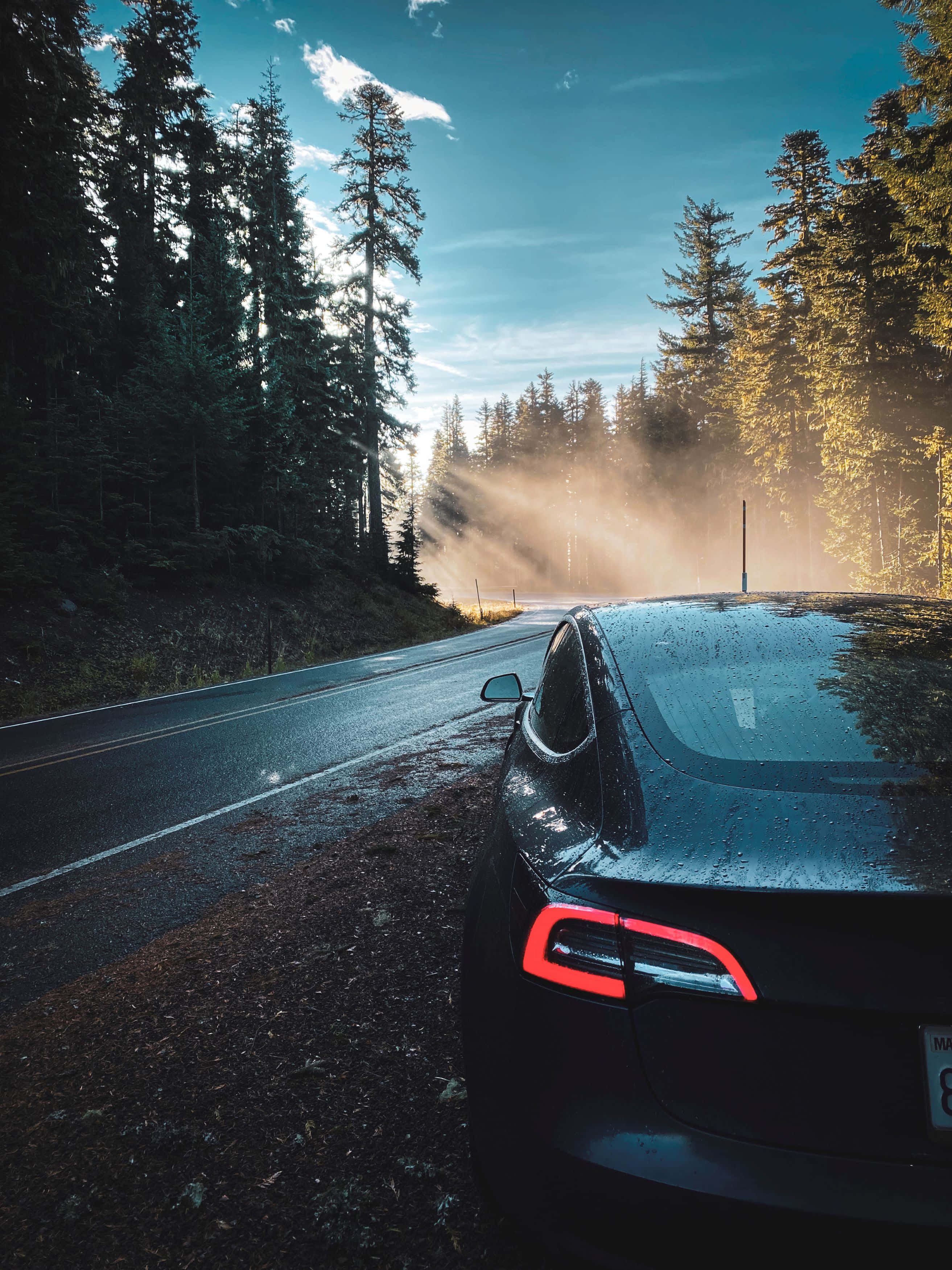 Hybrid Car 桌布 壁紙 — 一輛黑色Tesla在濕潤的森林道路上閃爍著紅色尾燈，金色的陽光穿過高大的松樹。