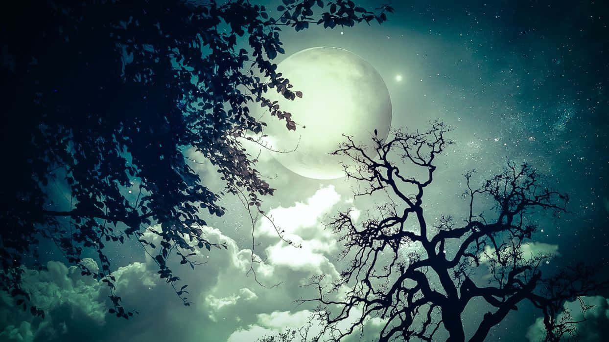 月亮與星星動畫 桌布 壁紙 — 一輪明亮的滿月在剪影樹木後方發光，背景是繁星點點、雲霧繚繞的夜空。