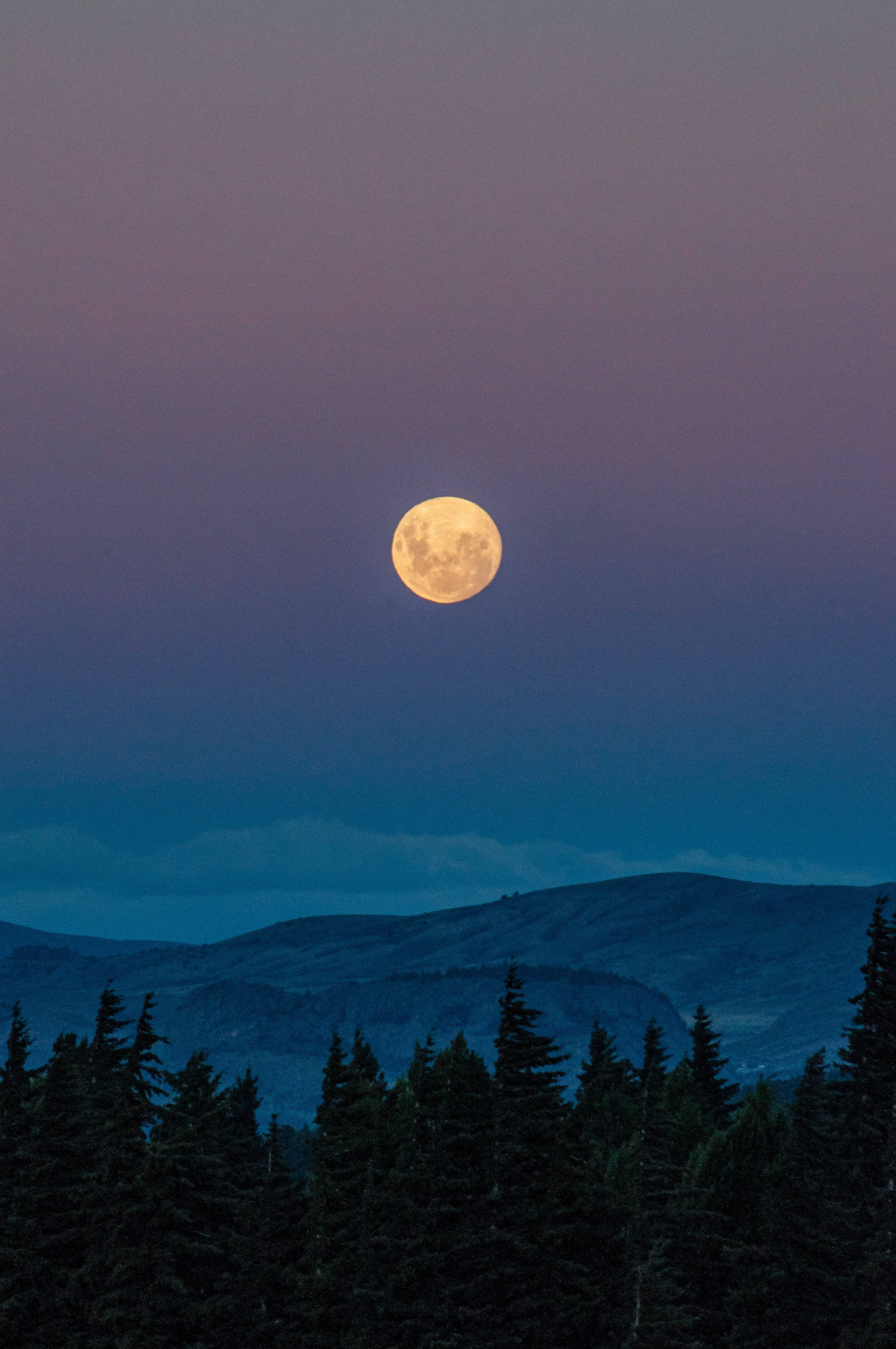 full moon 桌布 壁紙 — 一輪明亮的滿月在暮色天空中散發琥珀色光芒，映襯著剪影般的松樹和遠山。
