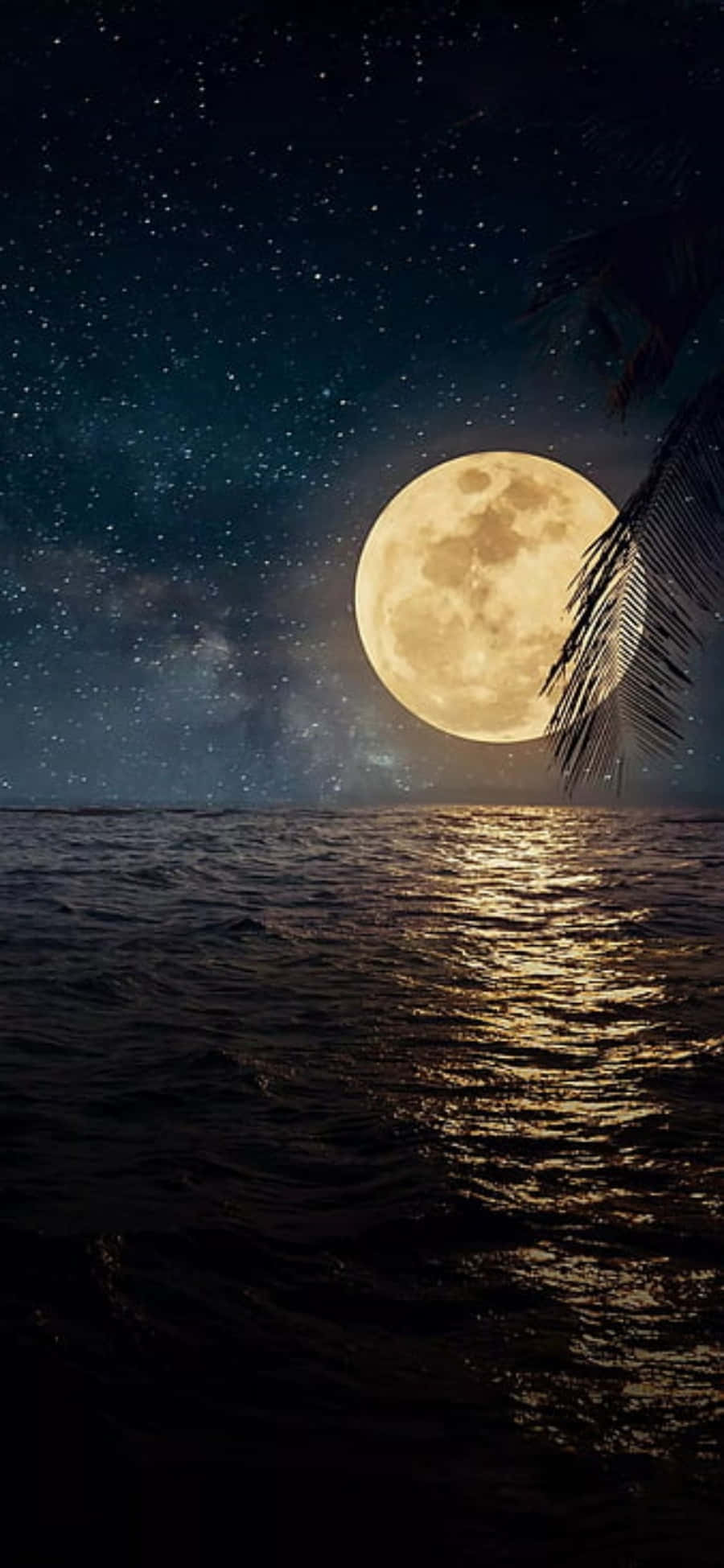 Black Sea 桌布 壁紙 — 一輪明亮的滿月在繁星點點的夜海上閃耀，前景是棕櫚葉的剪影。
