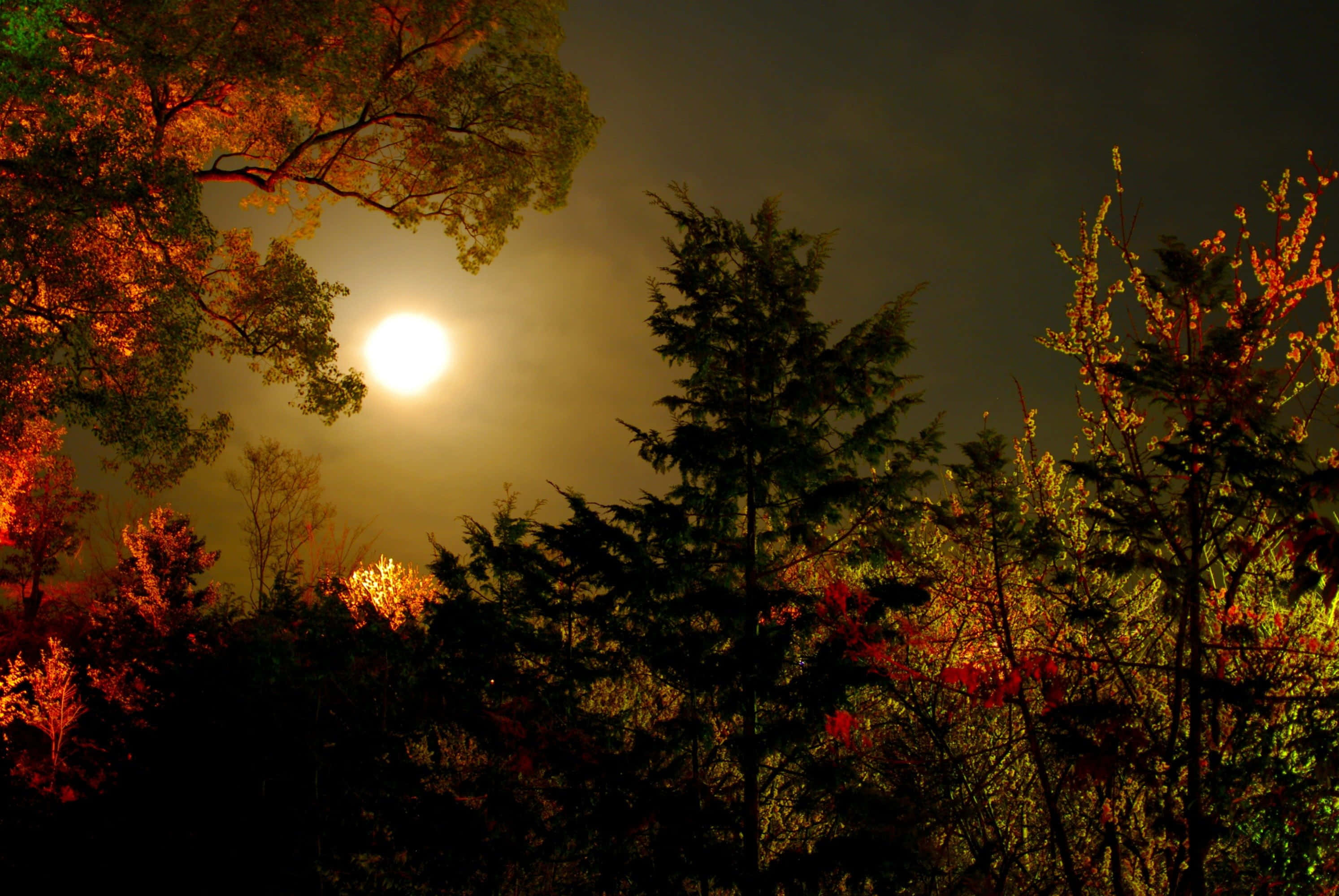 Autumn Evening 桌布 壁紙 — 一輪明亮的滿月穿透剪影般的樹木，樹上熾熱的秋葉在黑暗的天空中散發出溫暖的光芒。