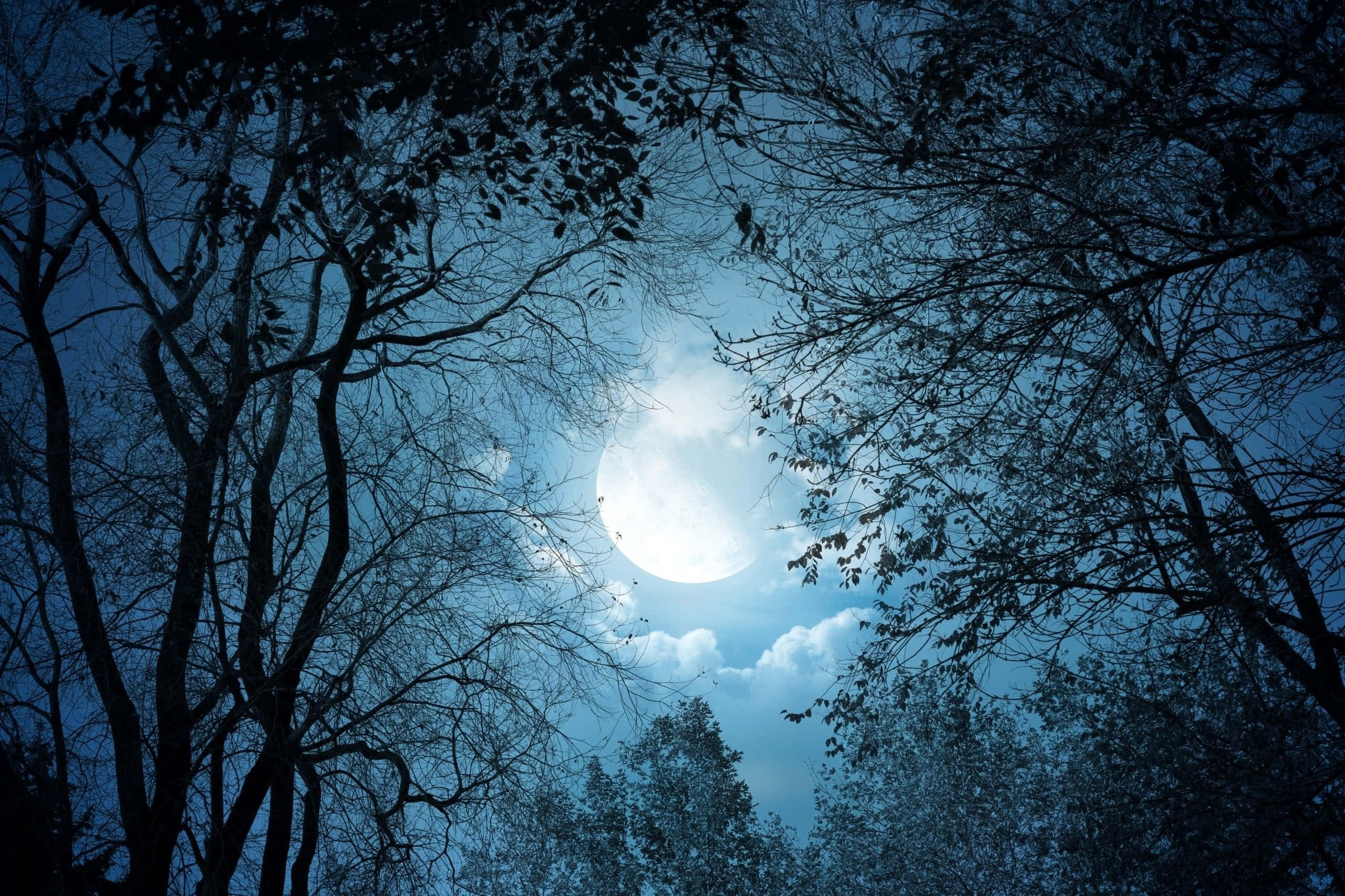 月光 桌布 壁紙 — 一輪明亮的滿月穿過剪影般的樹枝，在深藍色夜空和縷縷雲彩中閃耀。