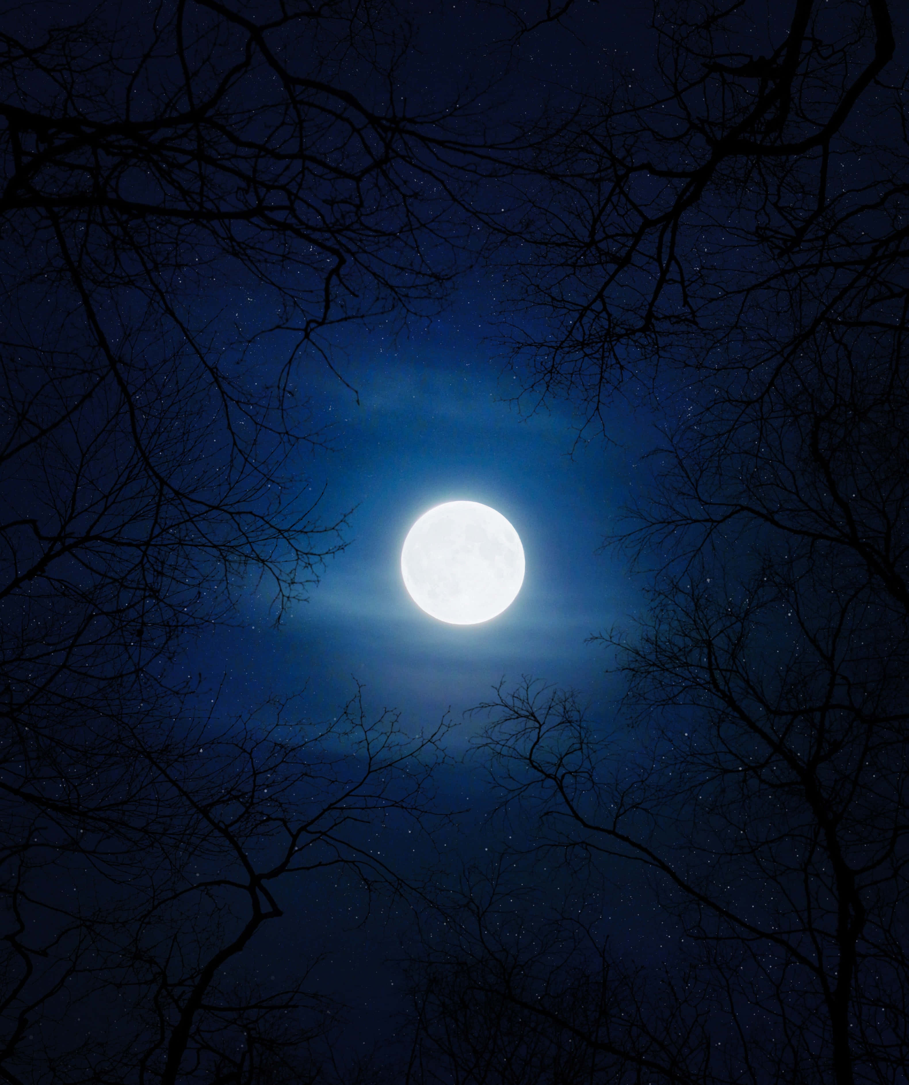 Moon Night 桌布 壁紙 — 一輪明亮的滿月透過錯綜複雜的禿枝，在繁星點點的深藍色夜空中閃耀。